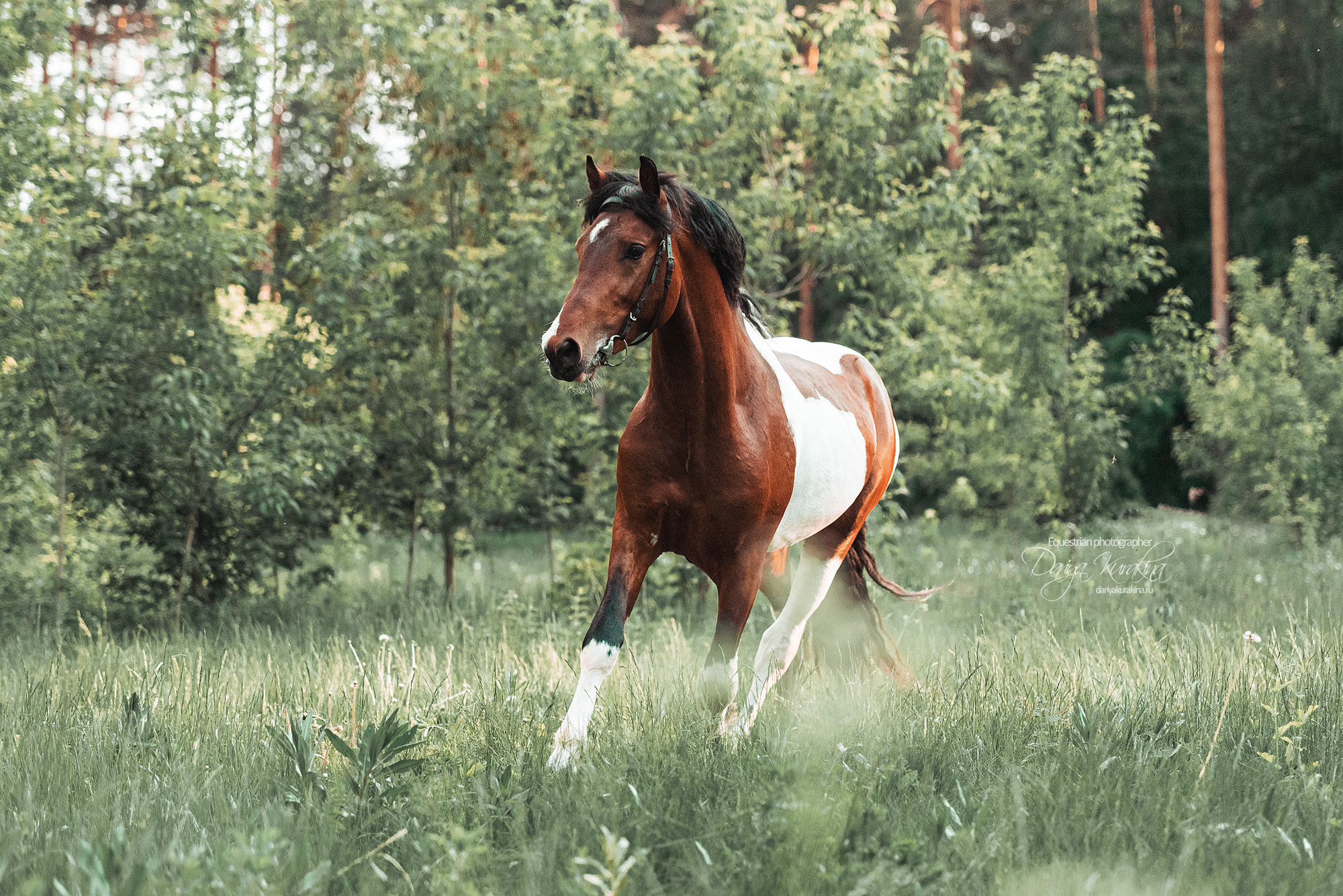 Акио. Конный фотограф Куракина Дарья • Фотосессии с лошадьми