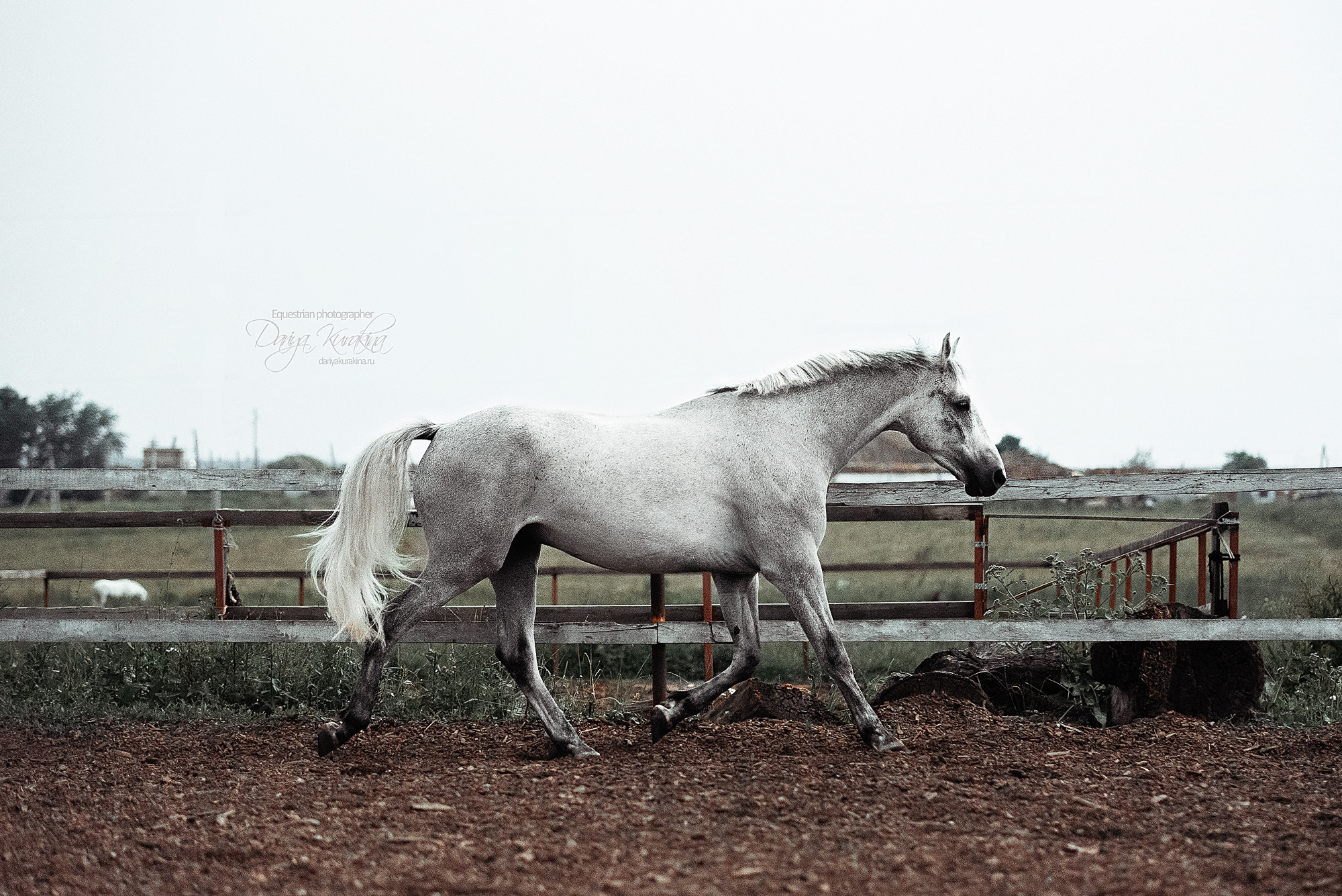 Кристофер. Конный фотограф Куракина Дарья • Фотосессии с лошадьми
