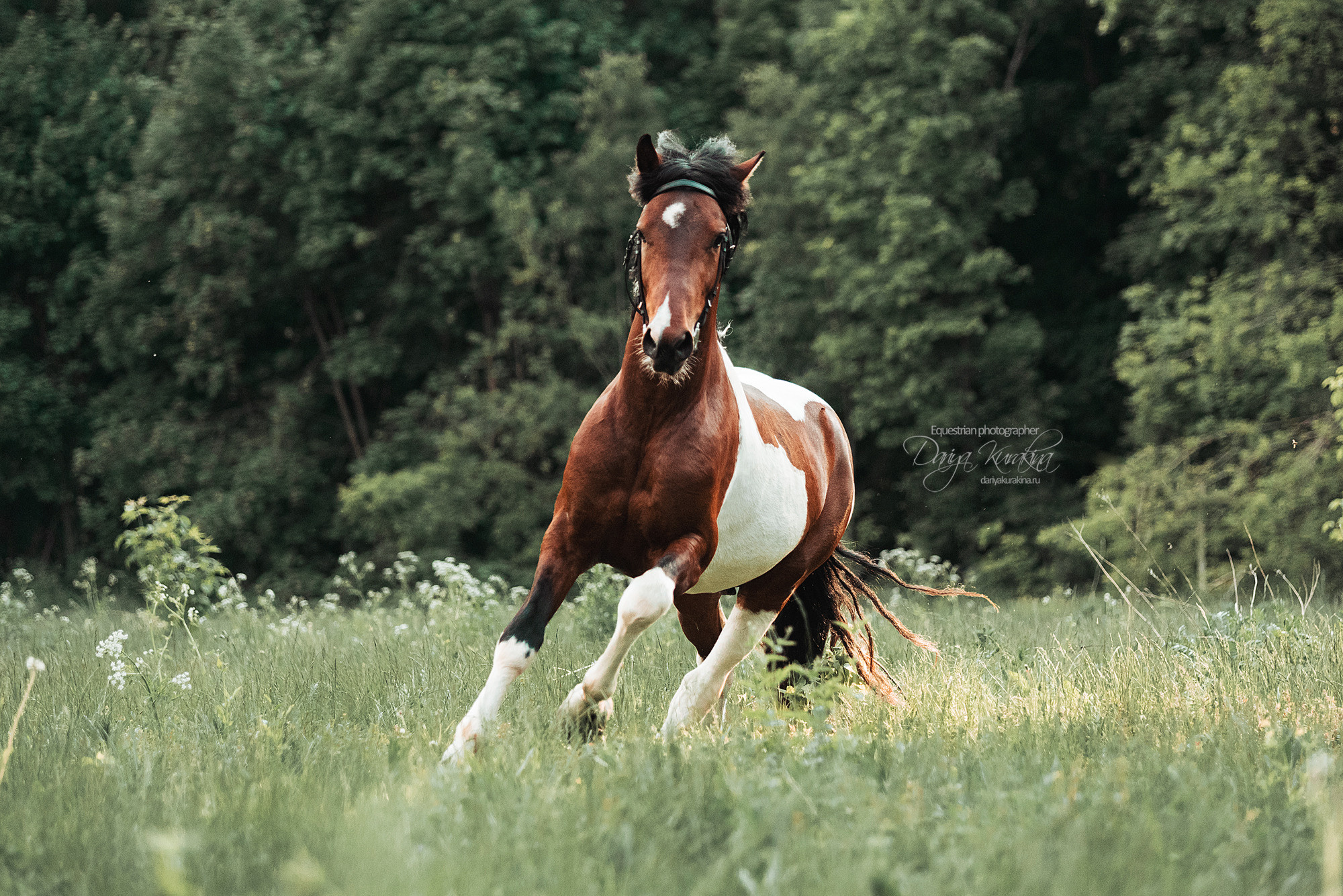 Акио. Конный фотограф Куракина Дарья • Фотосессии с лошадьми