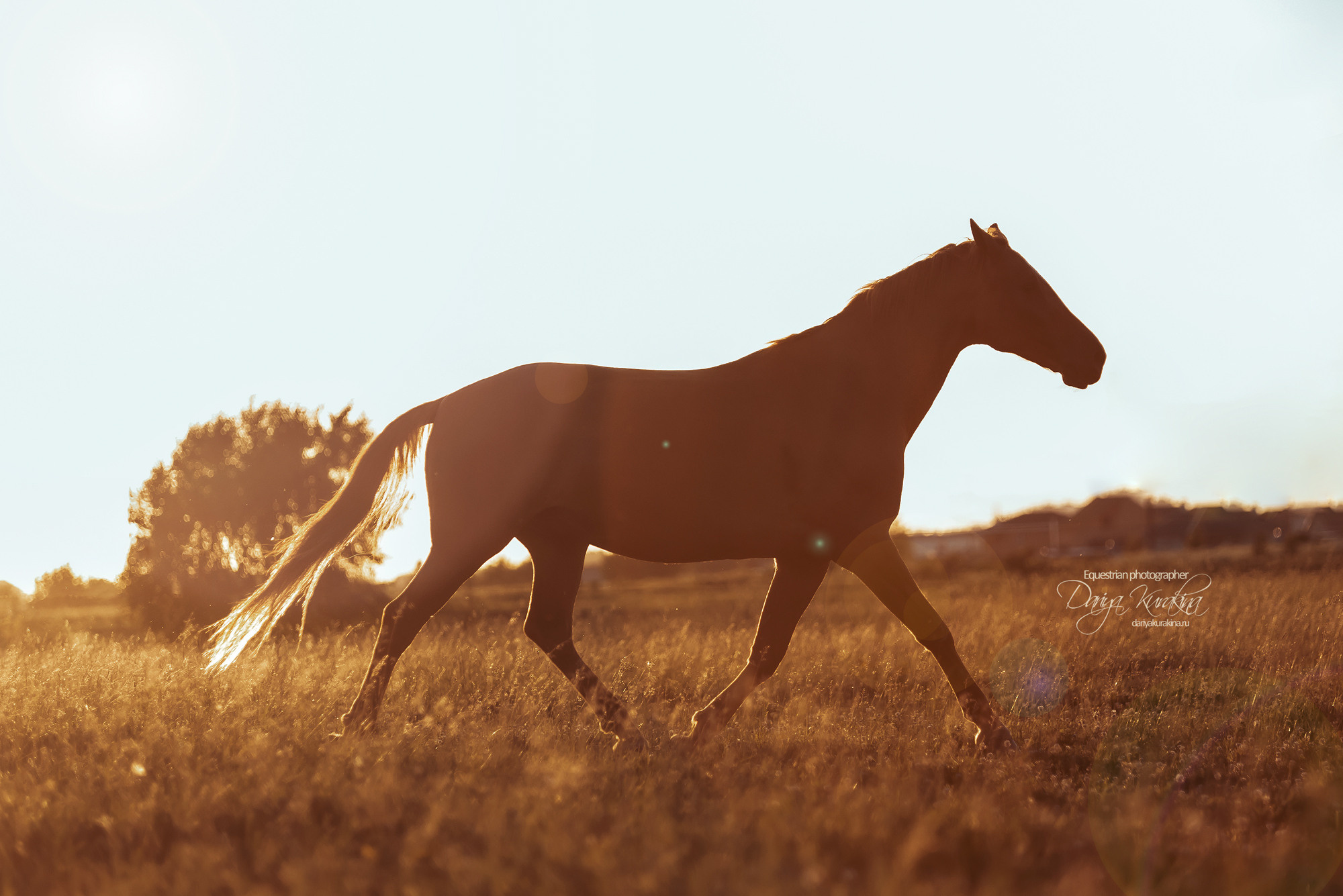 Таня и Бя, Настя и Брю. Конный фотограф Куракина Дарья • Фотосессии с лошадьми