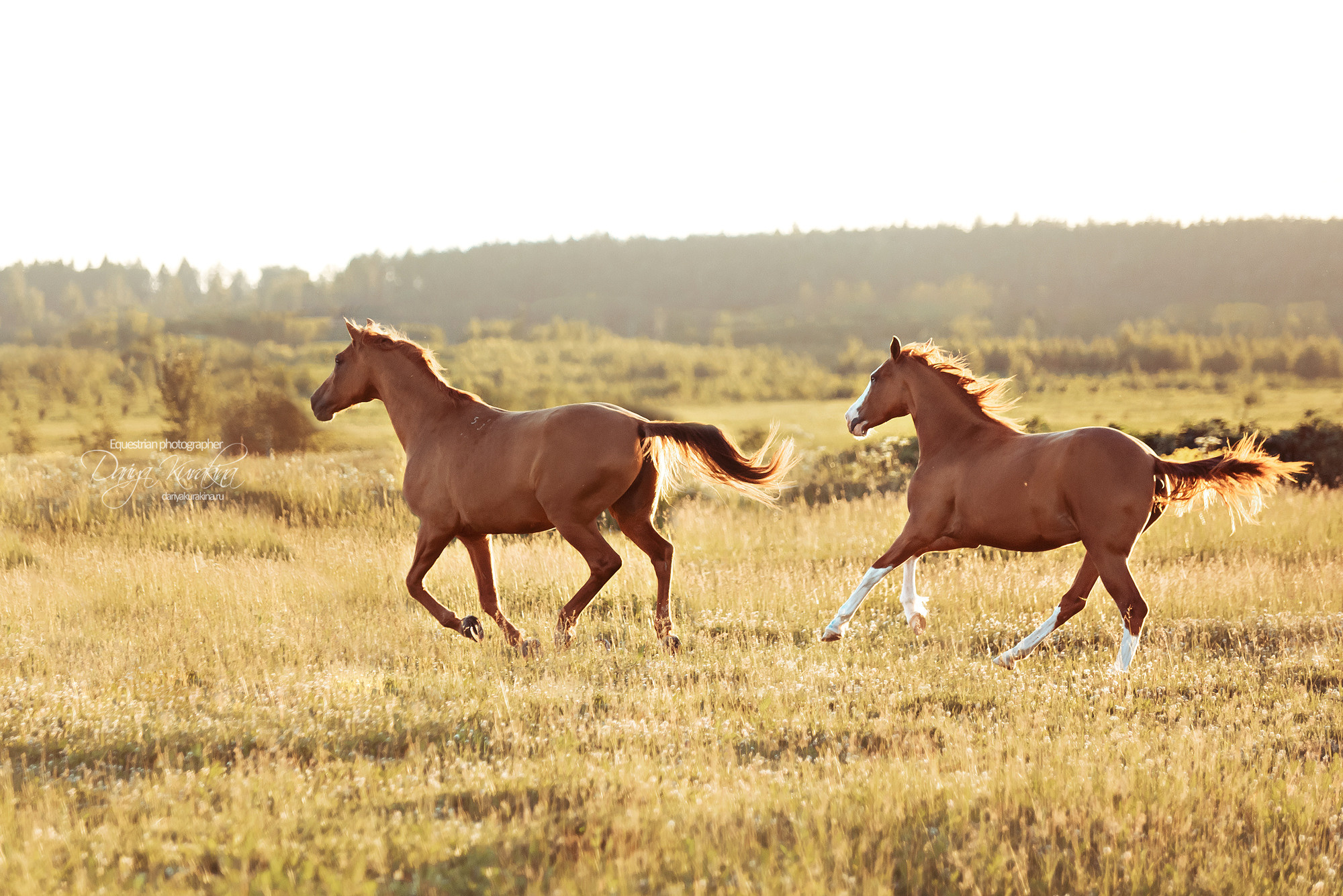 Таня и Бя, Настя и Брю. Конный фотограф Куракина Дарья • Фотосессии с лошадьми
