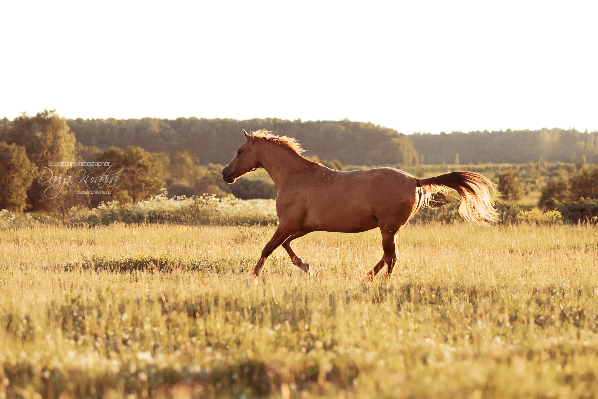 Таня и Бя, Настя и Брю. Конный фотограф Куракина Дарья • Фотосессии с лошадьми