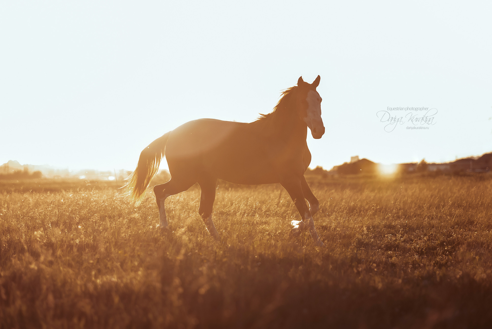 Таня и Бя, Настя и Брю. Конный фотограф Куракина Дарья • Фотосессии с лошадьми