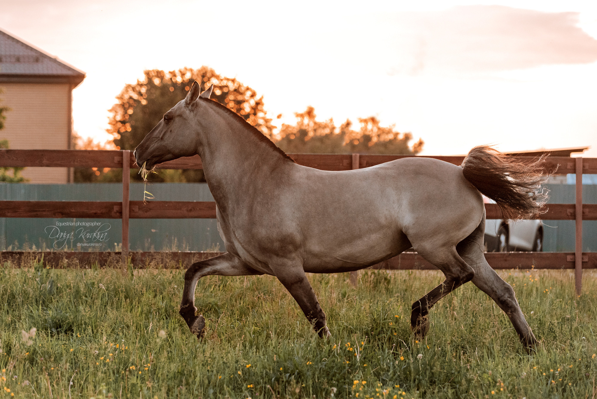 Содержанка SedlaMsk. Конный фотограф Куракина Дарья • Фотосессии с лошадьми
