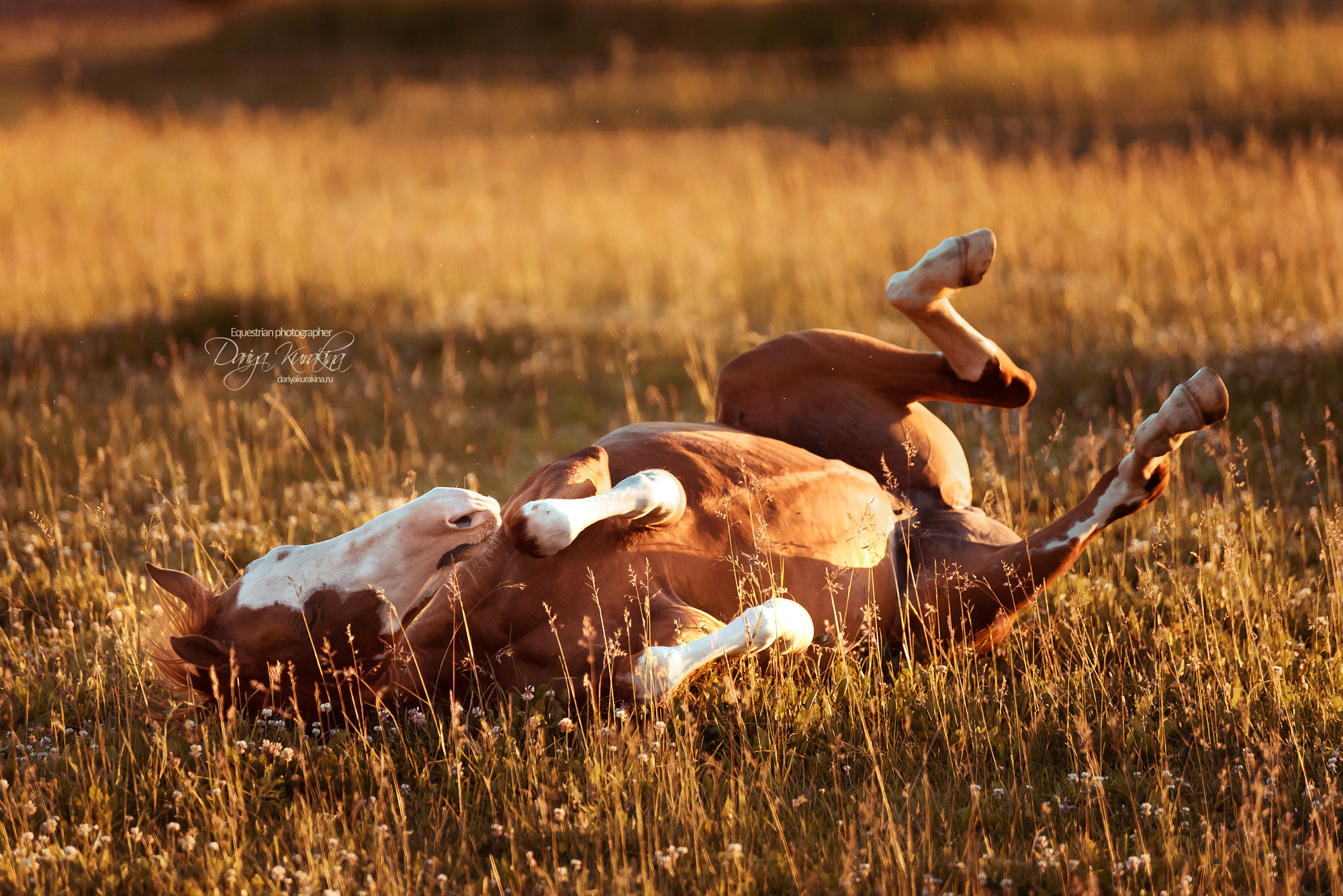 Таня и Бя, Настя и Брю. Конный фотограф Куракина Дарья • Фотосессии с лошадьми