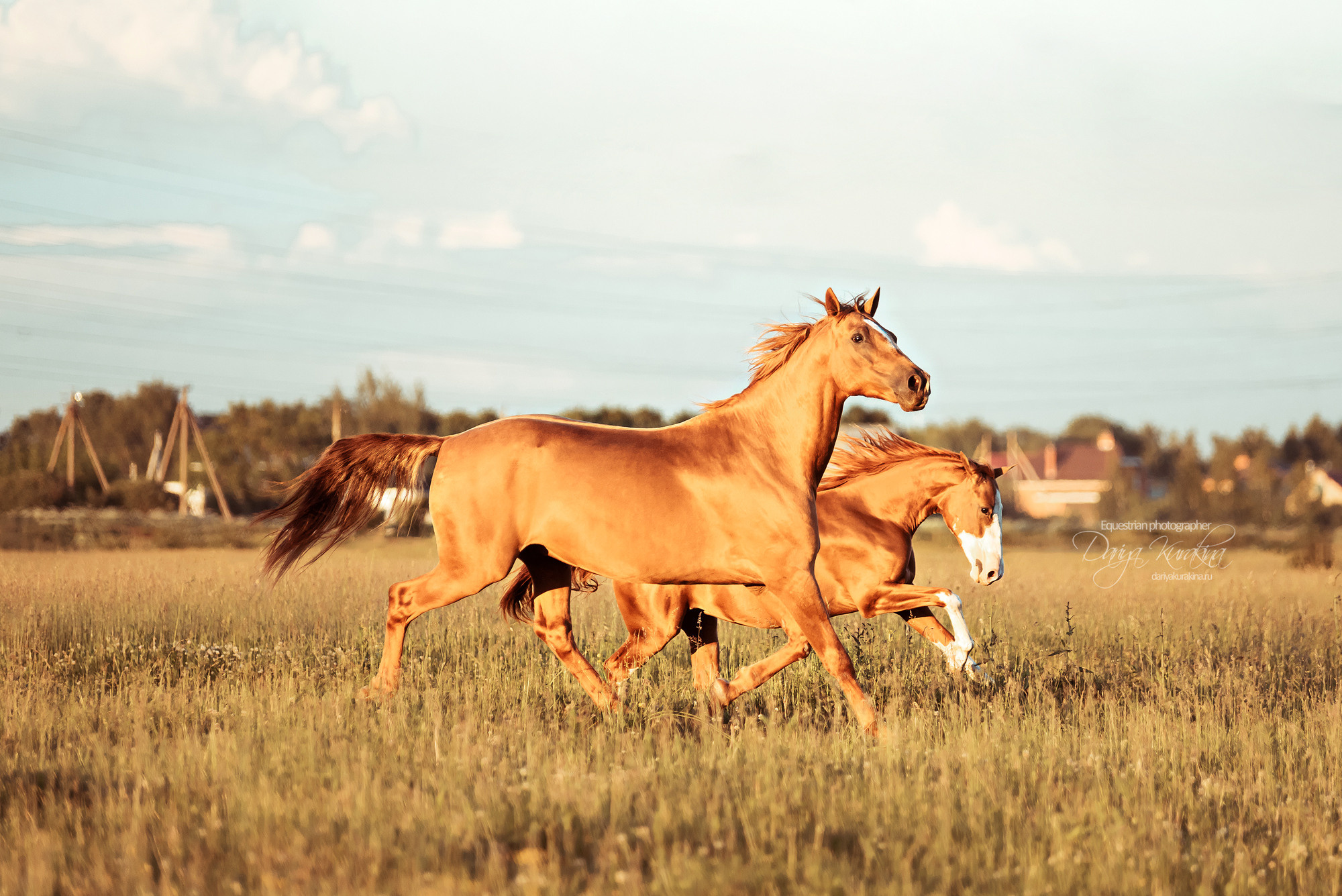 Таня и Бя, Настя и Брю. Конный фотограф Куракина Дарья • Фотосессии с лошадьми