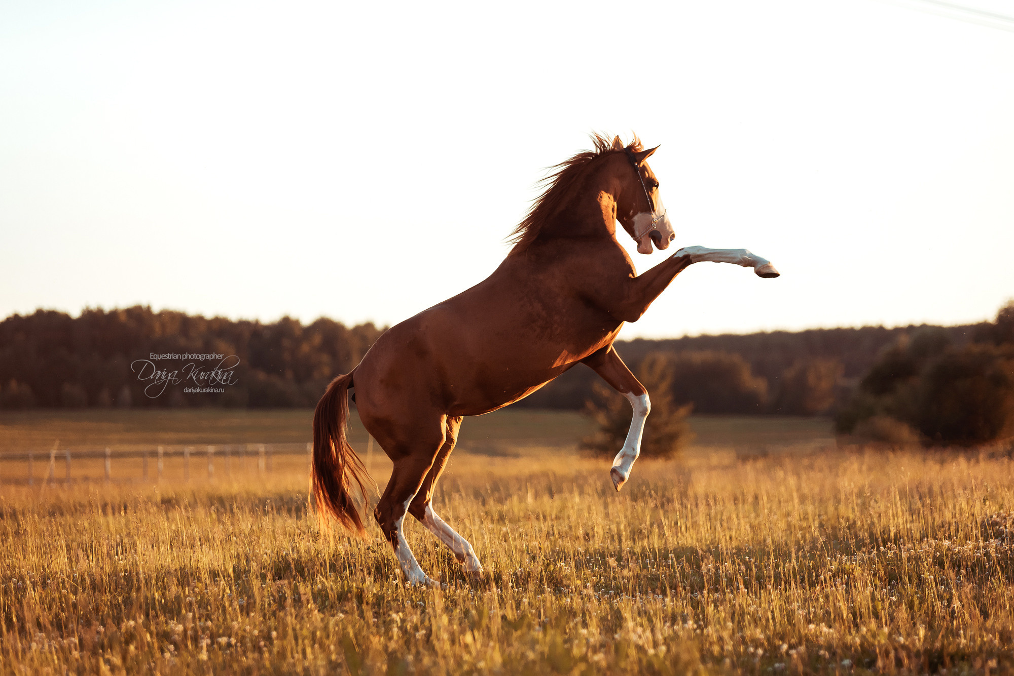 Таня и Бя, Настя и Брю. Конный фотограф Куракина Дарья • Фотосессии с лошадьми