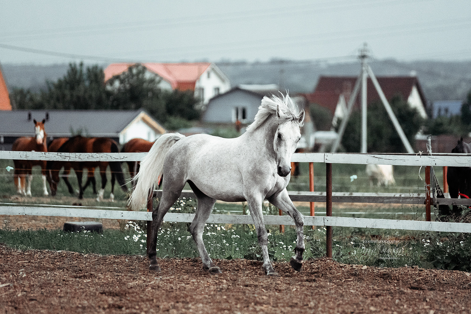 Кристофер. Конный фотограф Куракина Дарья • Фотосессии с лошадьми