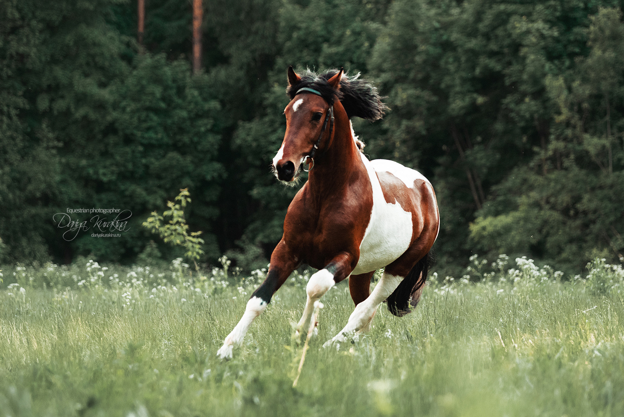 Акио. Конный фотограф Куракина Дарья • Фотосессии с лошадьми