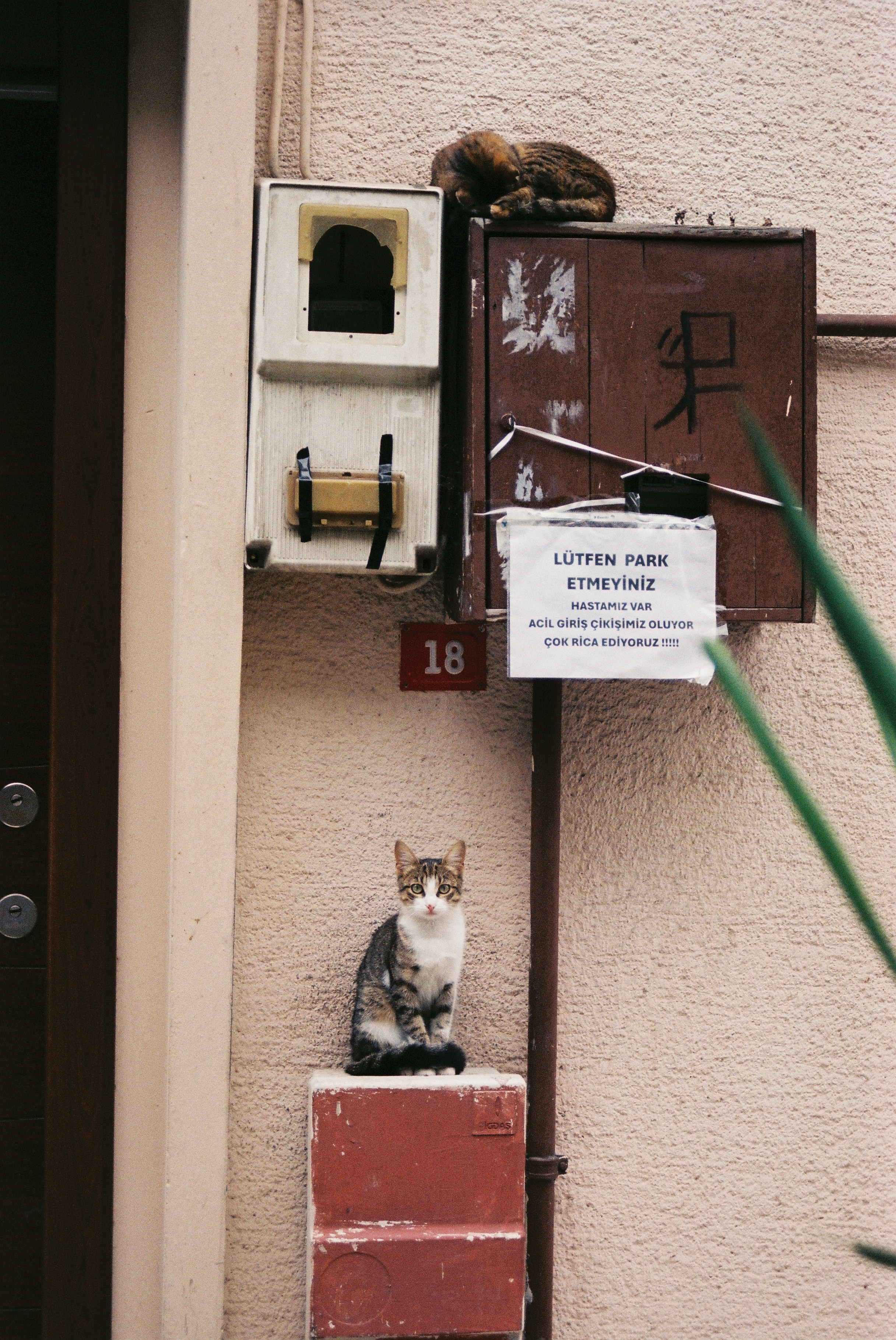Плёнка. Фотограф в Санкт-Петербурге Надежда Гордюшина