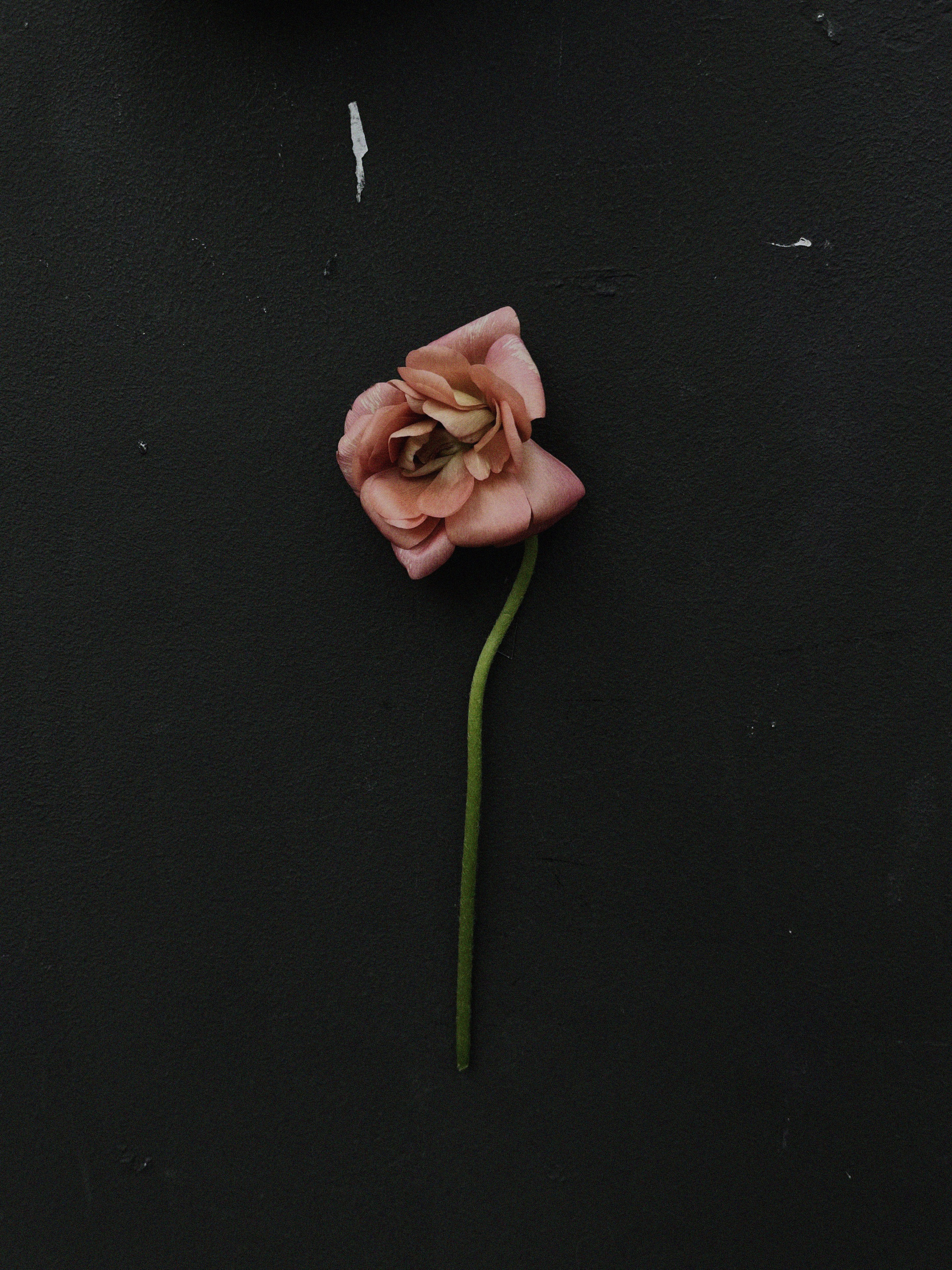 Предметная съемка. Art direction & Design | Curiosa