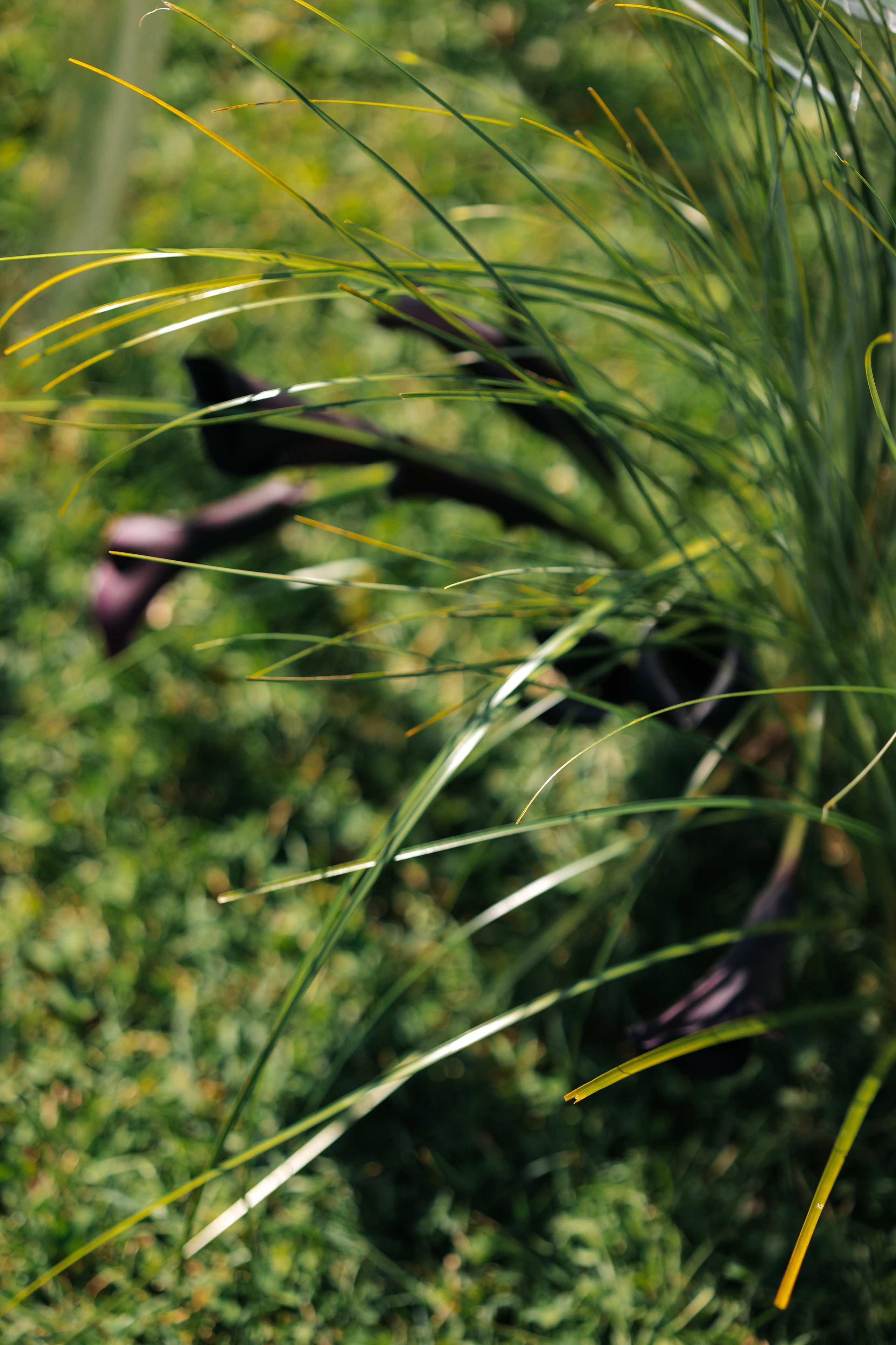 Хупа. Свадебный фотограф Москва Мотеюнайте Виктория