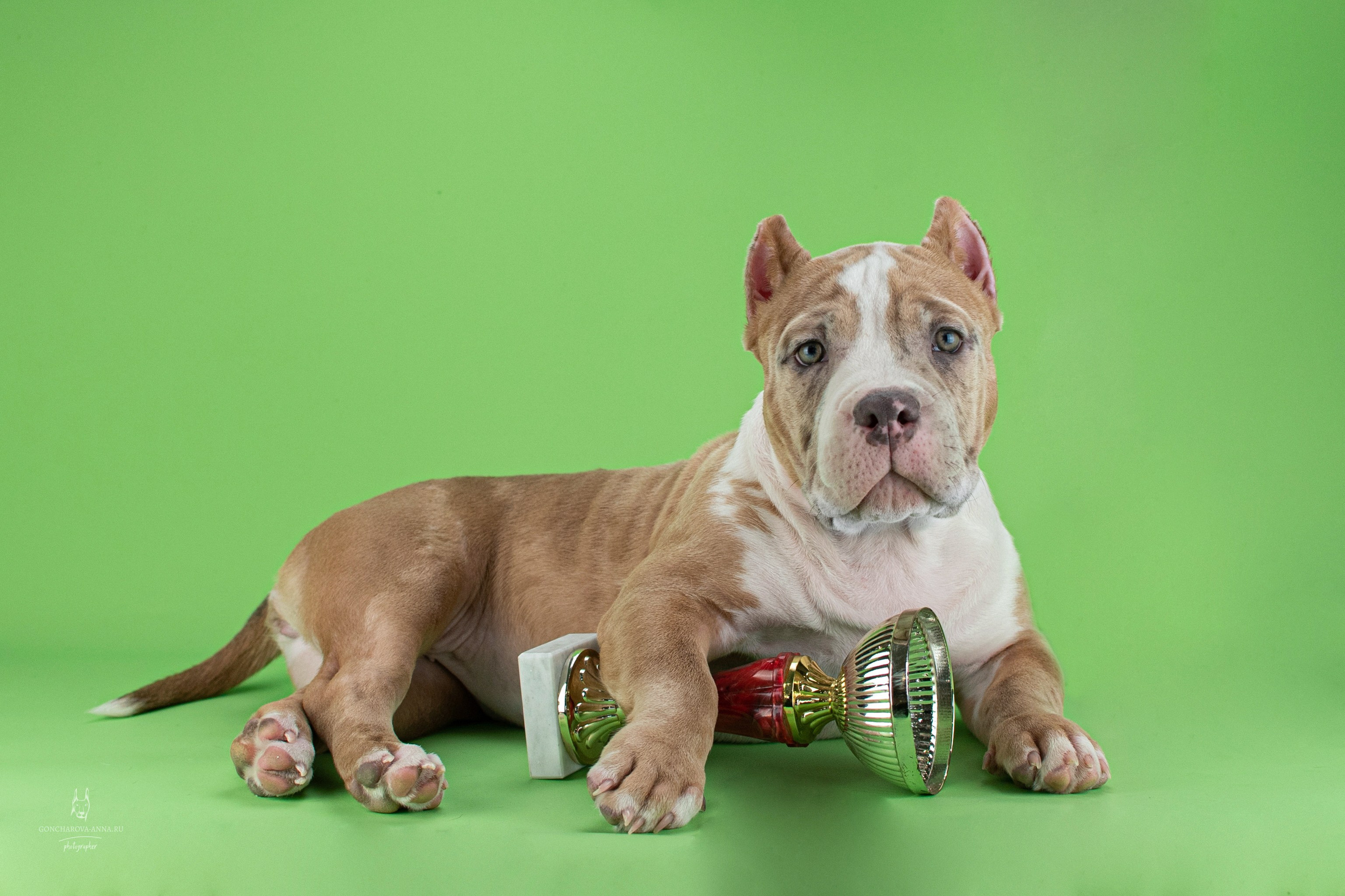 Съемка щенков. Фотограф анималист в Ростове I Гончарова Анна