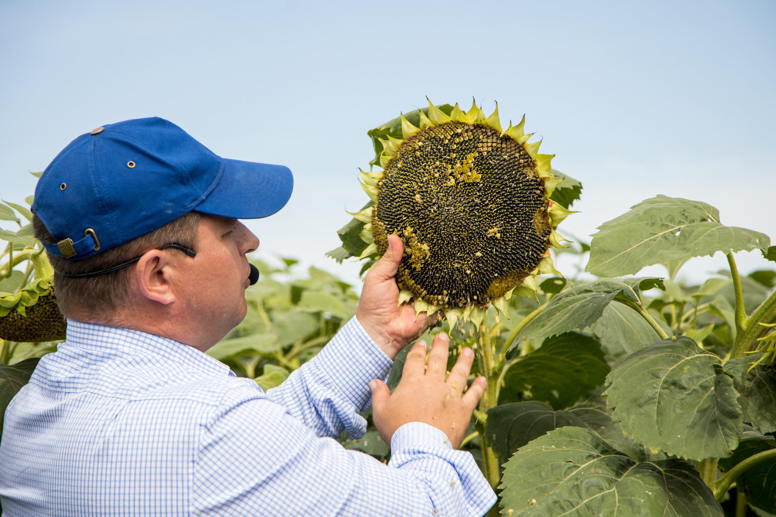 Решения для сельского хозяйства BASF 16.08.2022. Владислав Волков | Фотография и видеосъемка в Воронеже