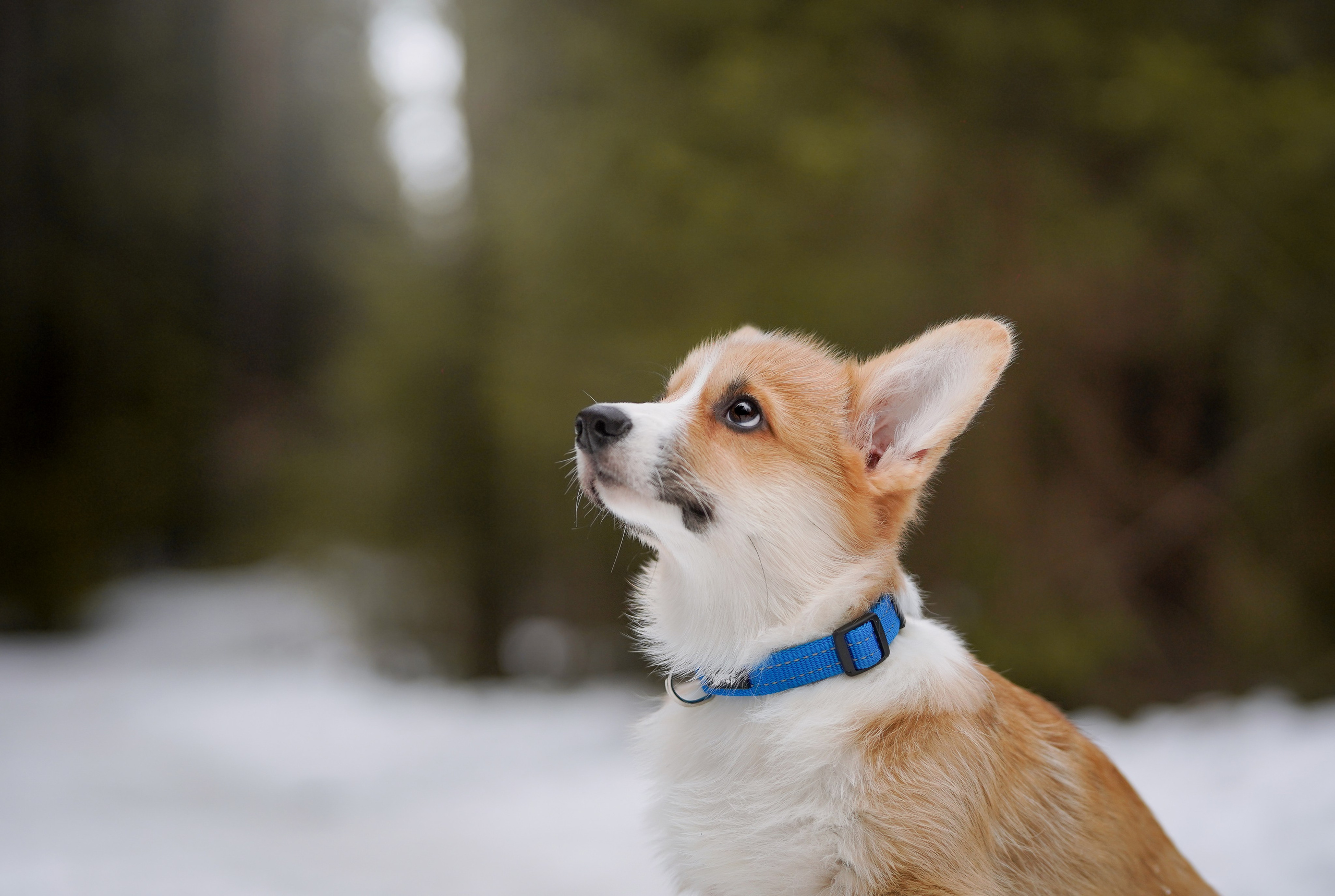 Щенки корги. Фотограф-анималист в Санкт-Петербурге Яна Мартынова