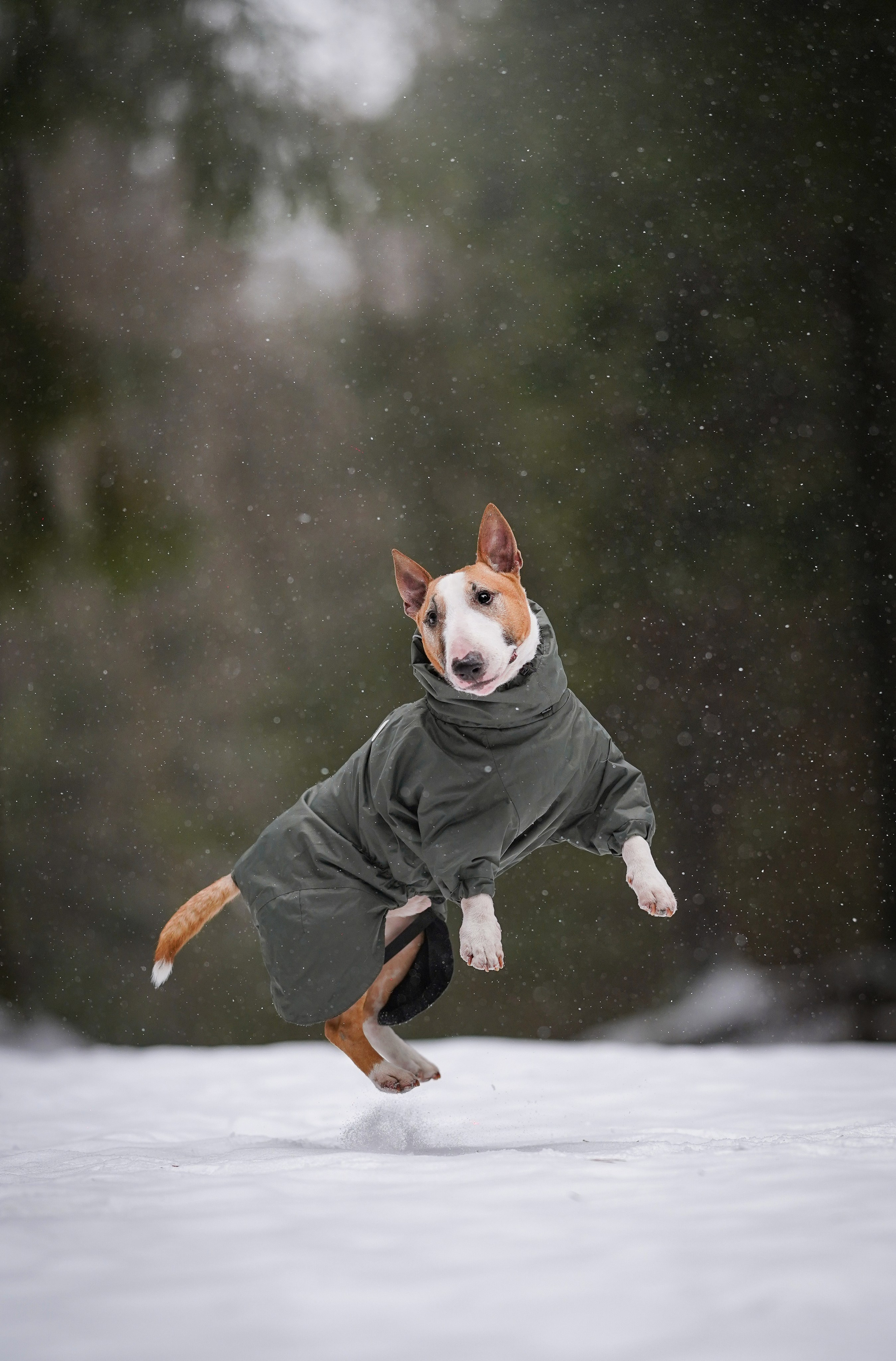 Юни и Панда. Фотограф-анималист в Санкт-Петербурге Яна Мартынова