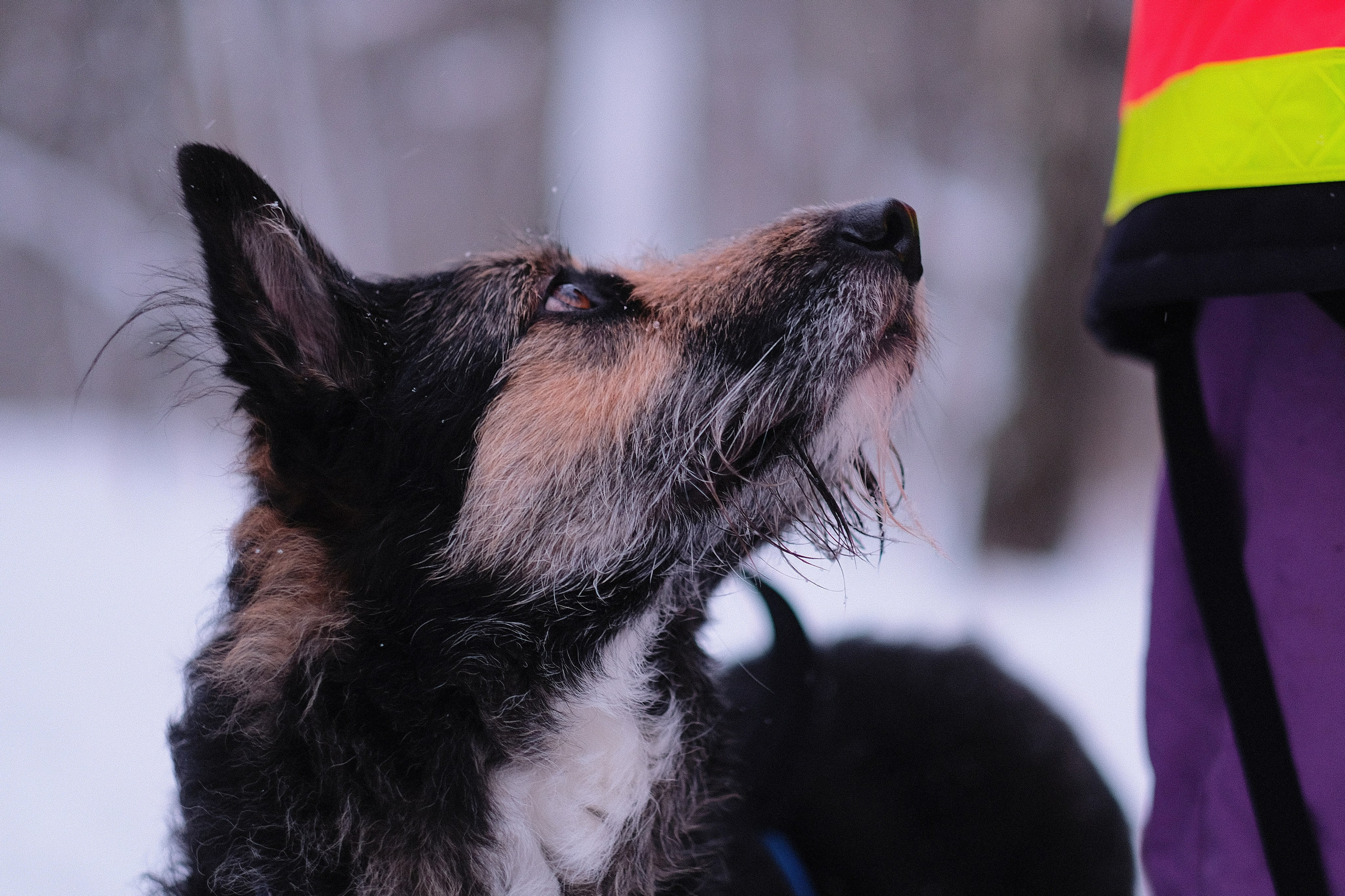 Рик, Листик и их Катя. Дмитрий Бречалов