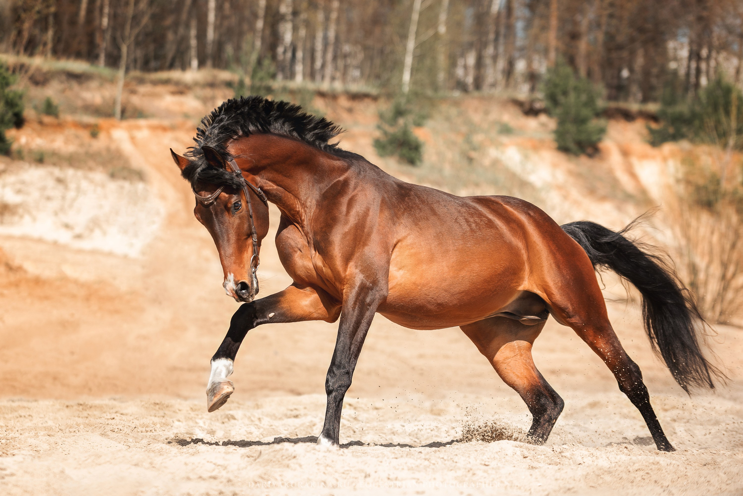Веня, HORSIO. Конный фотограф Куракина Дарья • Фотосессии с лошадьми