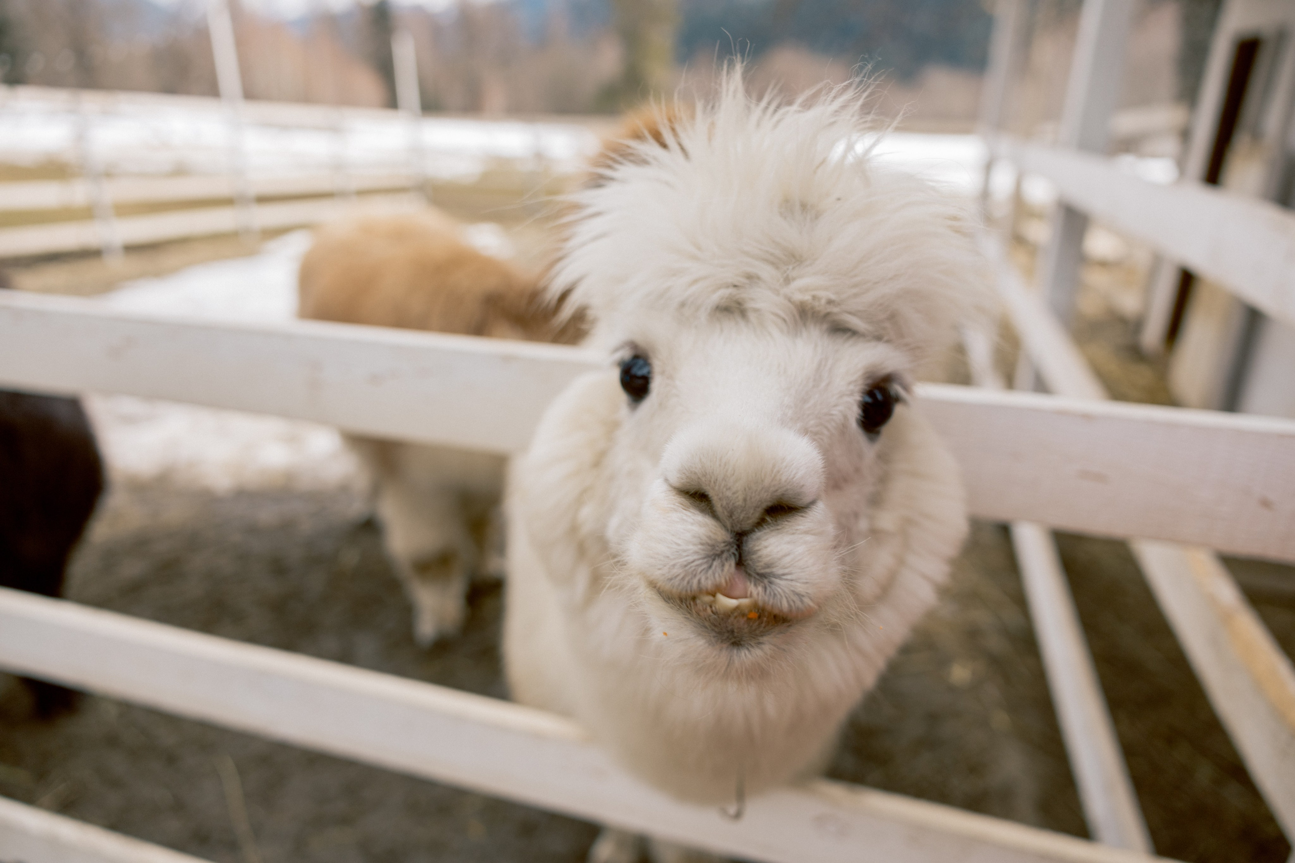 Тур, Архыз. Фотограф Эдуарда Титанян