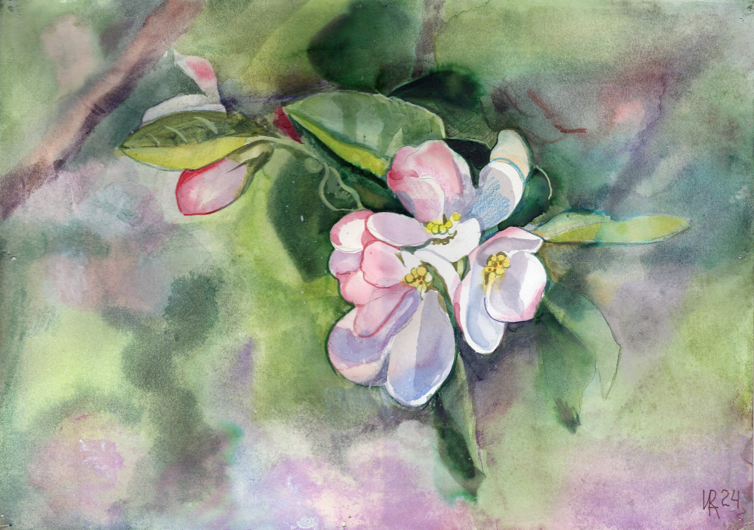 Яблоневый цвет, акварель