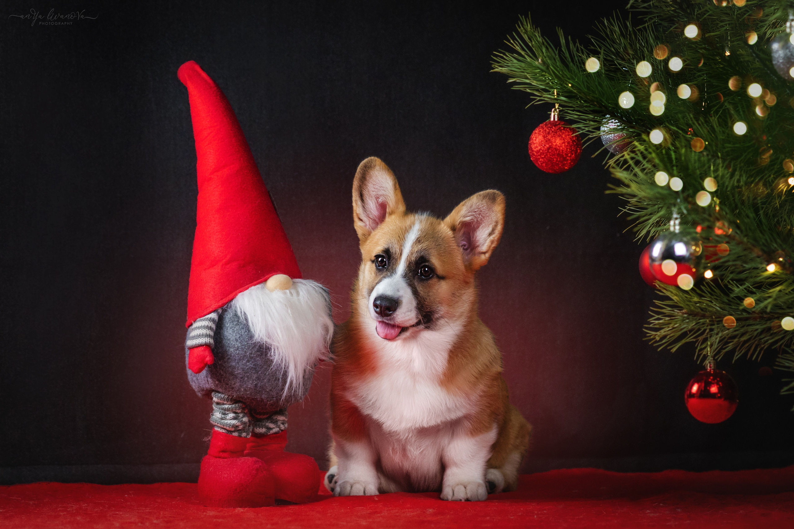 Новогодняя атмосфера в «Simply the Best». Фотограф анималист Аня Ливанова | Рыбинск