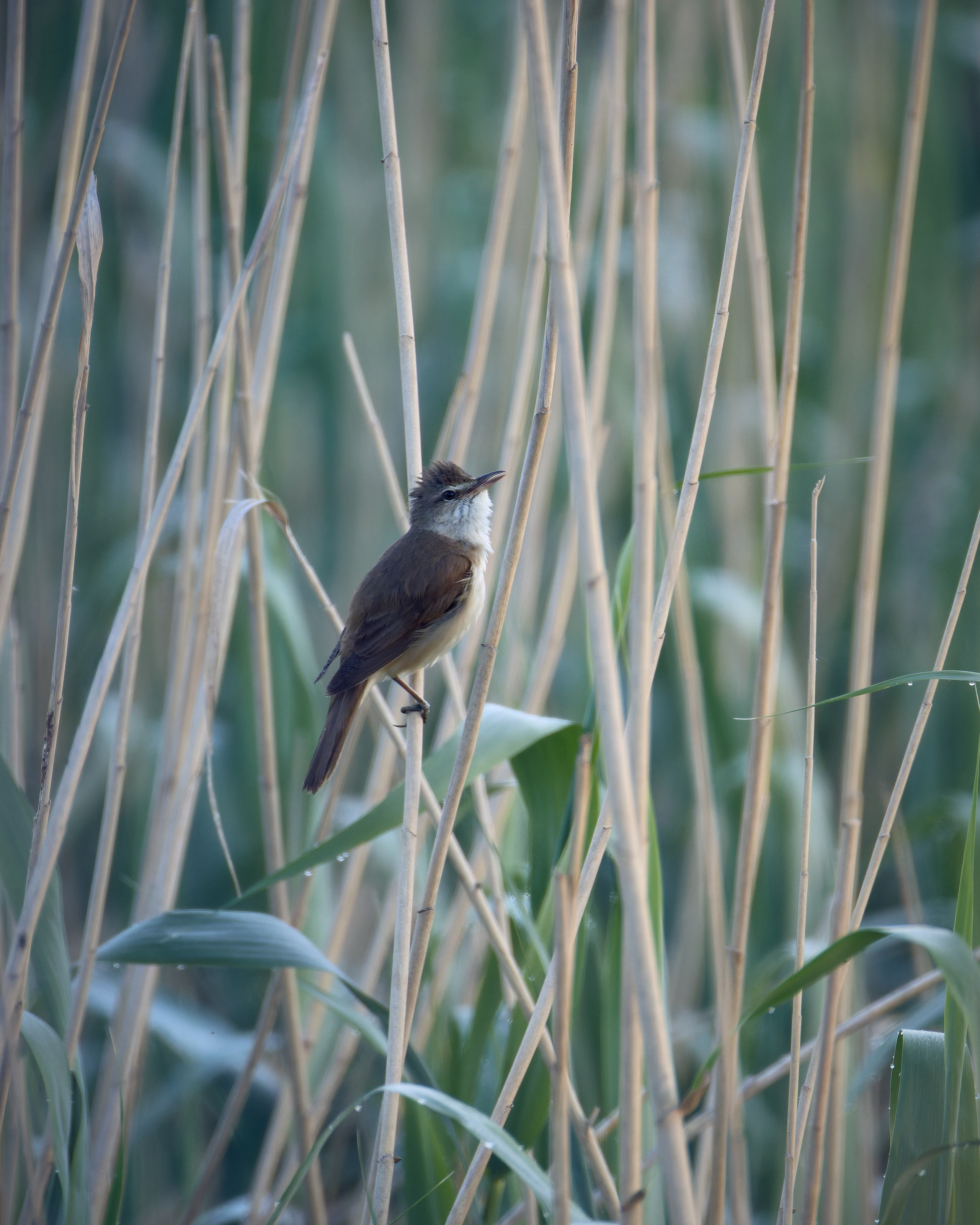 Voronezh 2026. Anton Chernov | Wildlife photographer
