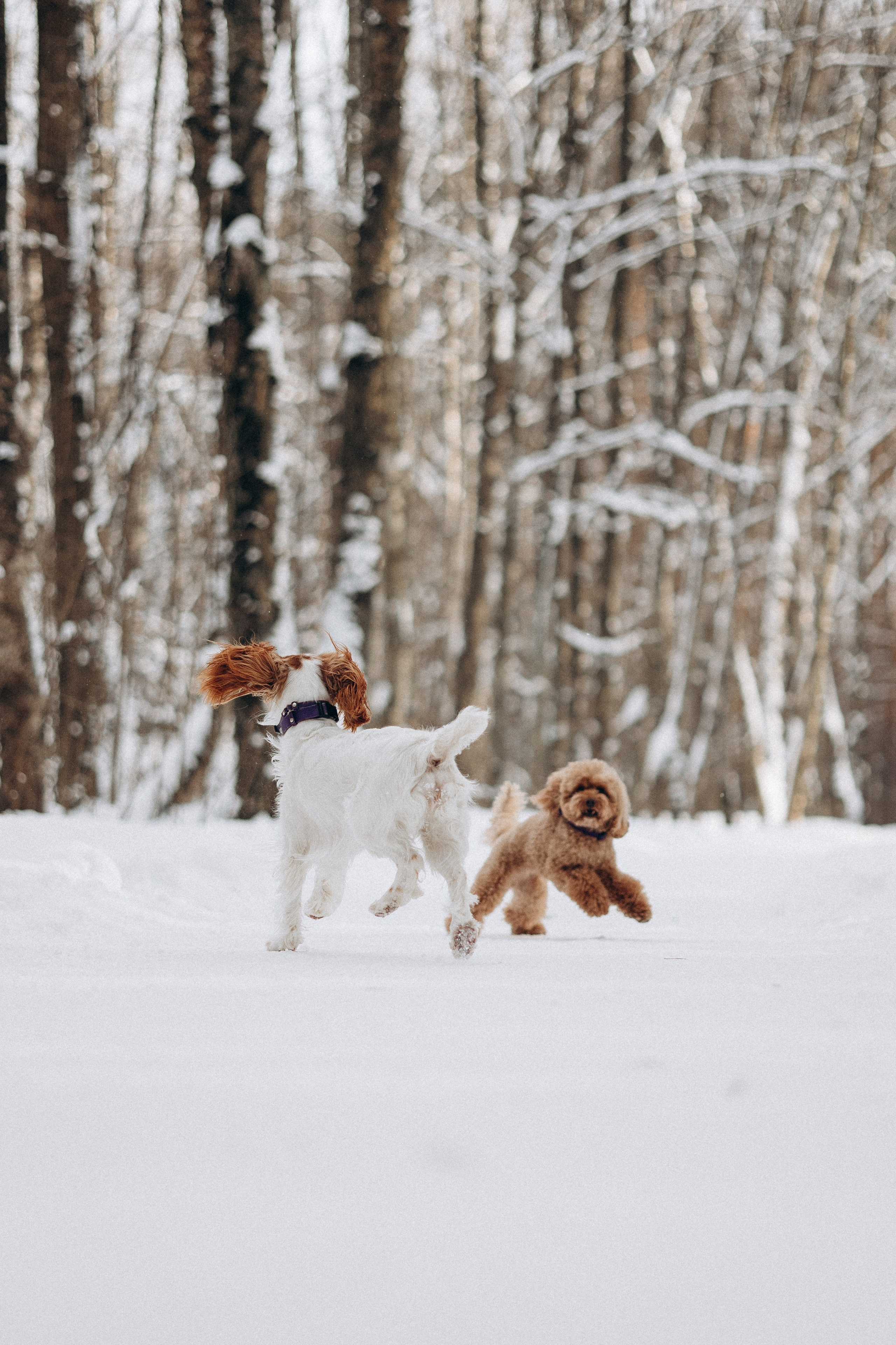 Амуниция «Бобик» 2. Фотораф — анималист Мария Шистка