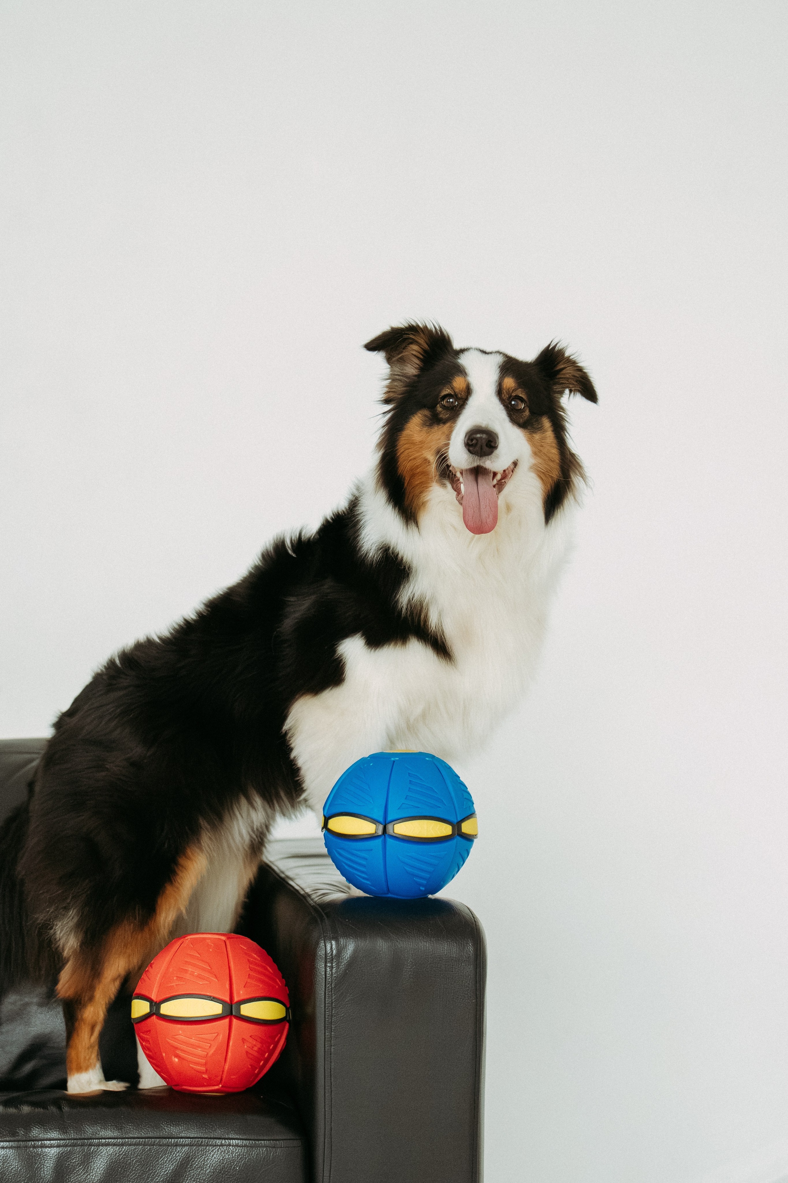 Мячи-попрыгуны. Фотораф — анималист Мария Шистка