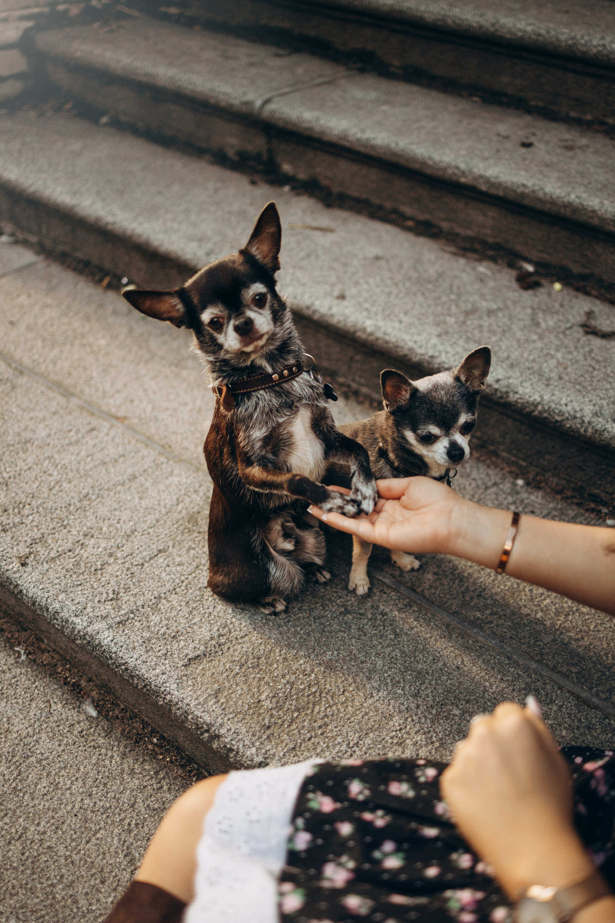 Даша и ее мальчики. Фотограф — Анималист | Санкт-Петербург