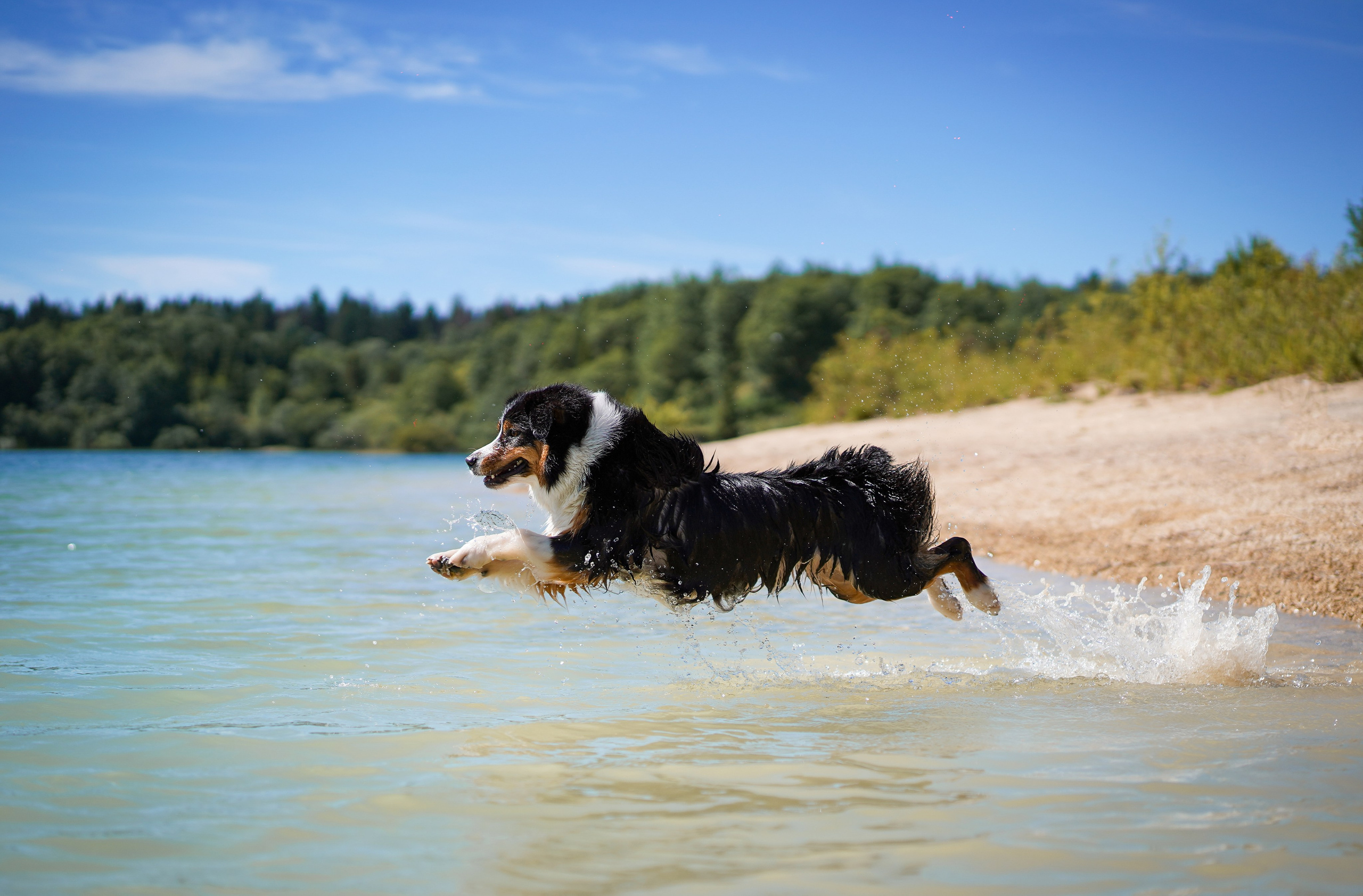Аусси на карьерах. Фотограф-анималист в Санкт-Петербурге Яна Мартынова