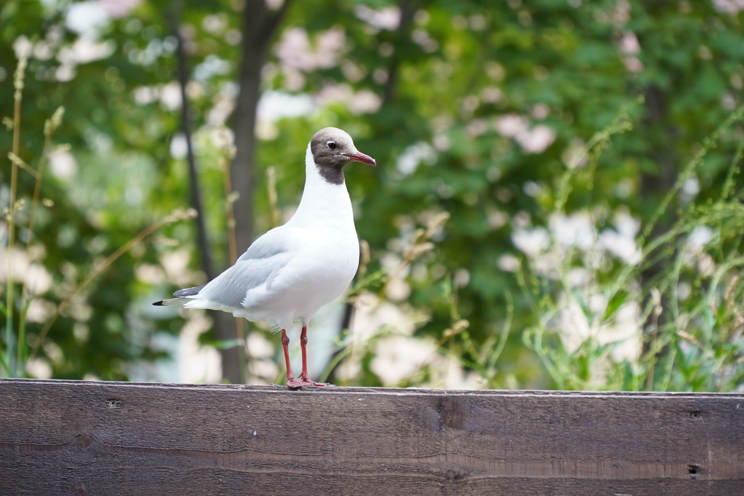 ВЫБОРГ. Июль 2024. Фотограф Наталья Погодина в г. Обнинске