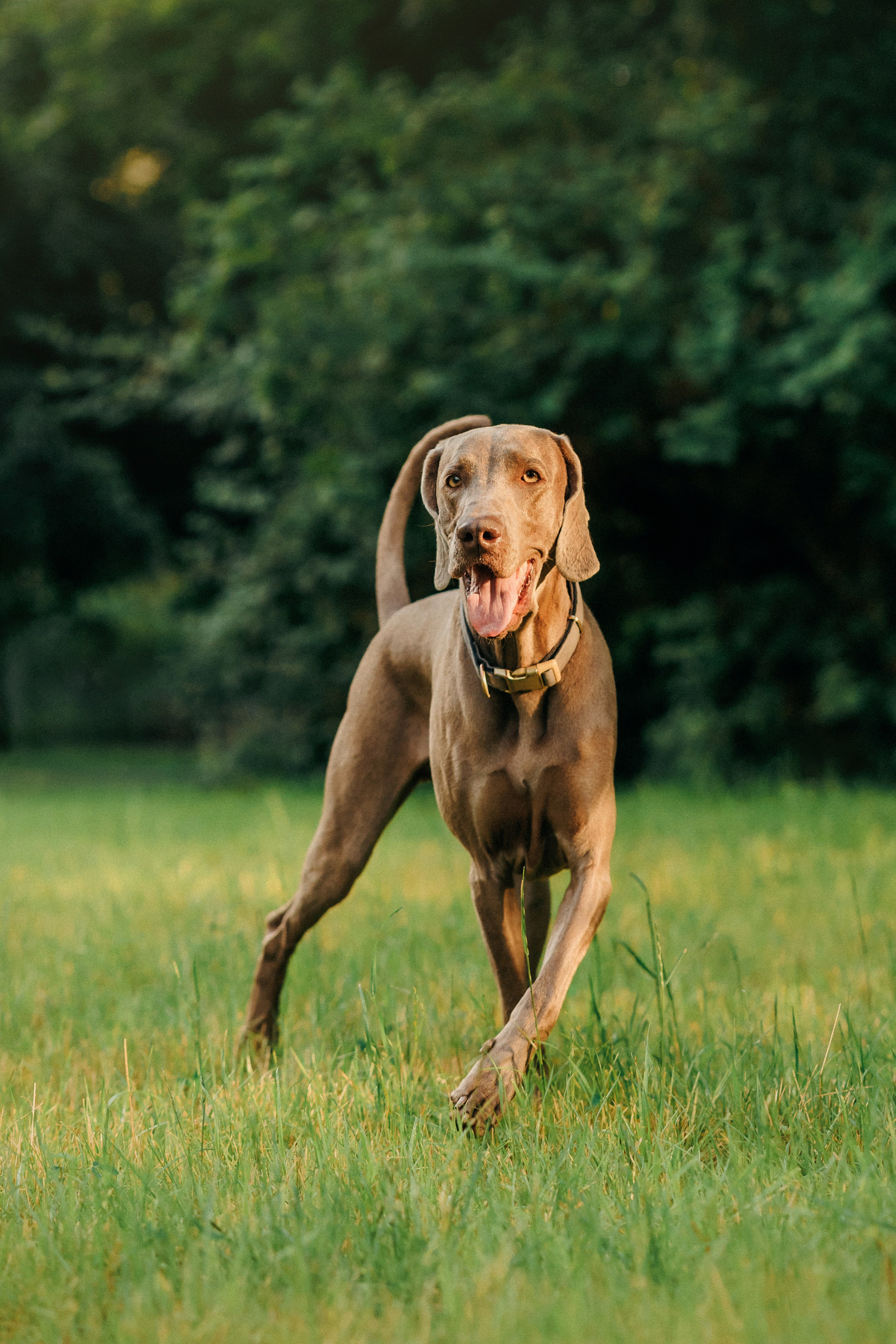 Соня и Майли. Фотограф-анималист Елена Радченко, Москва