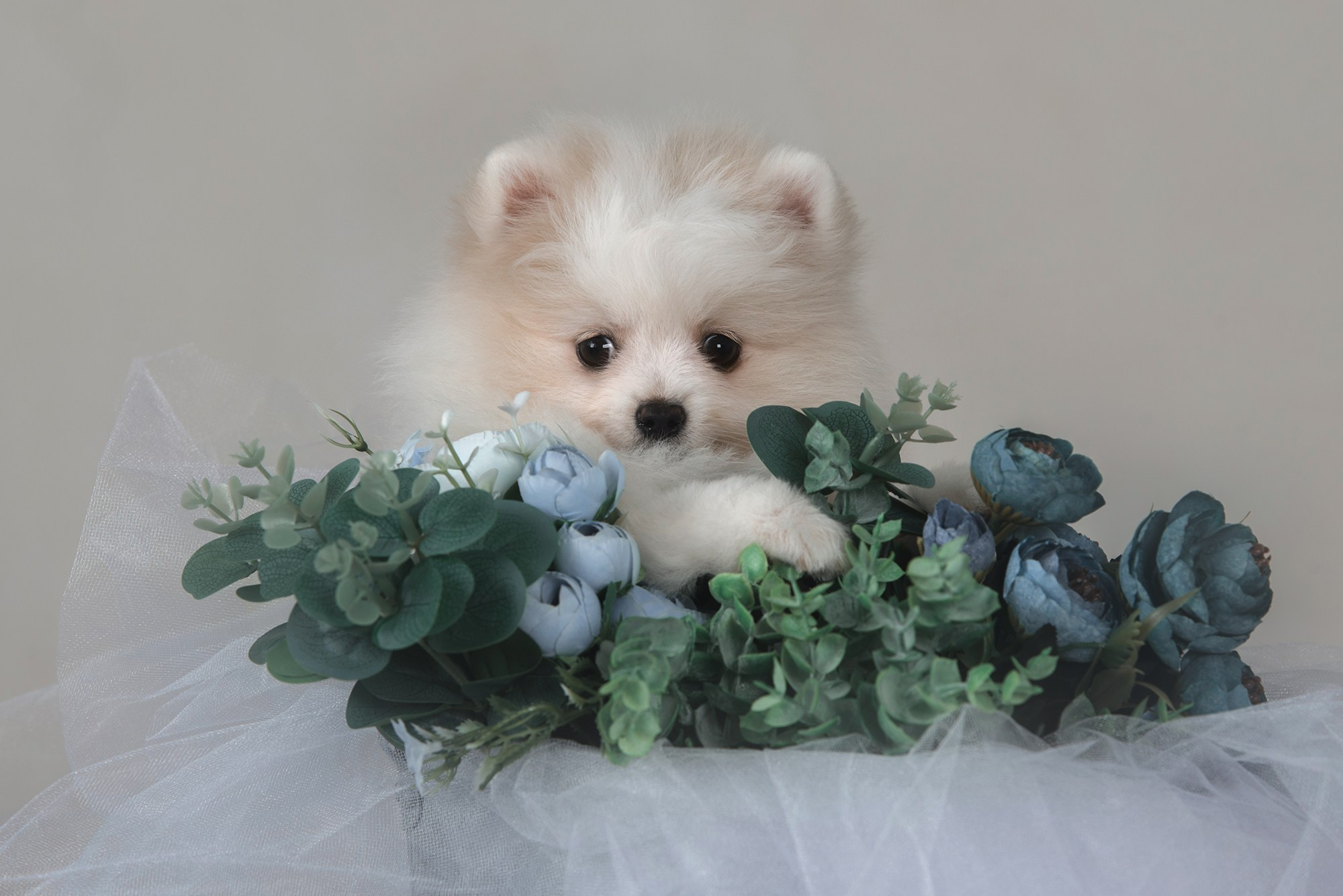 Щенки. Фотограф Анна Тюрина