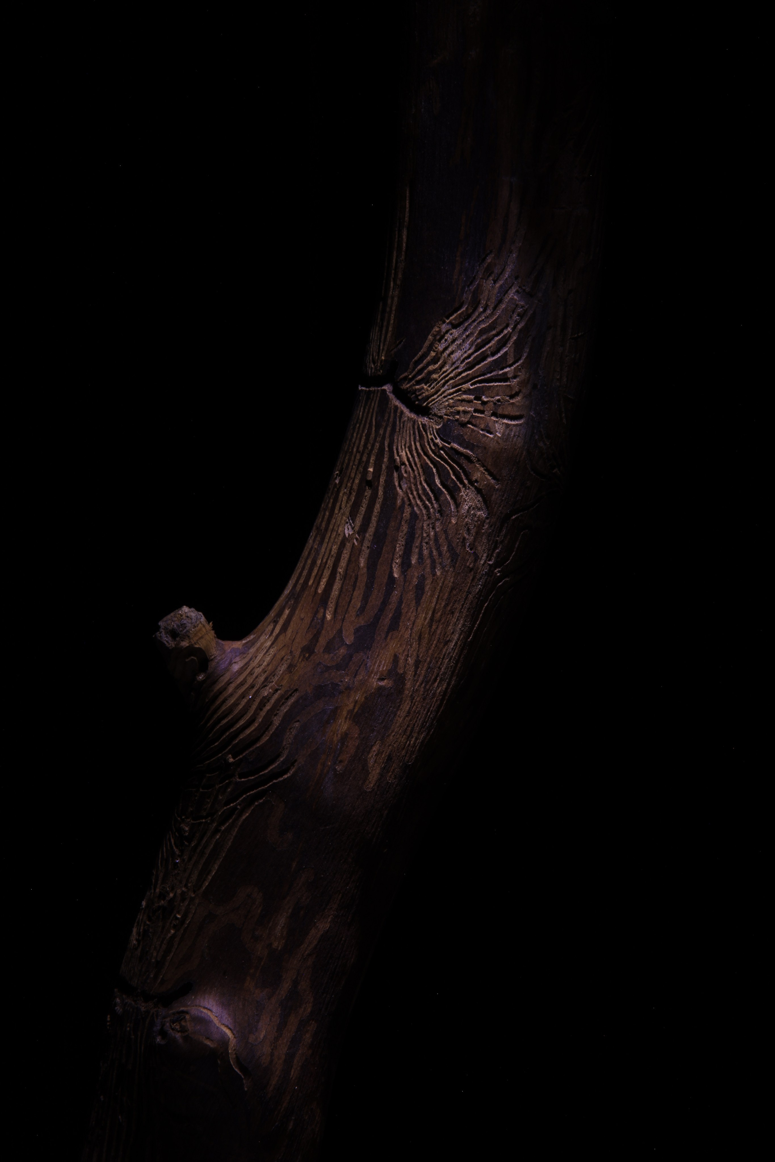 «Красок Тьма Полна». Арт-фотограф во Владивостоке Дмитрий Осипчук