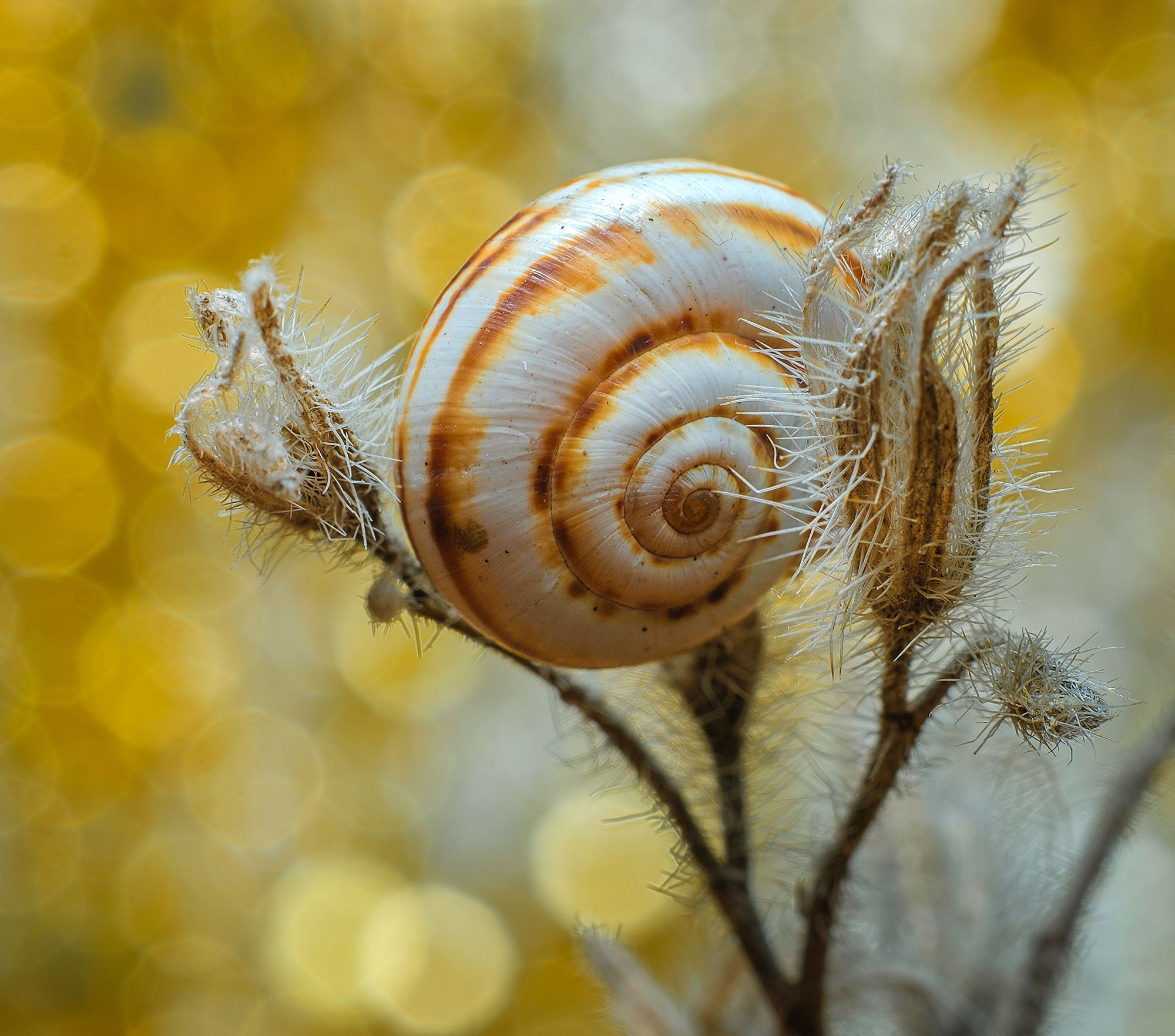 Макросъемка