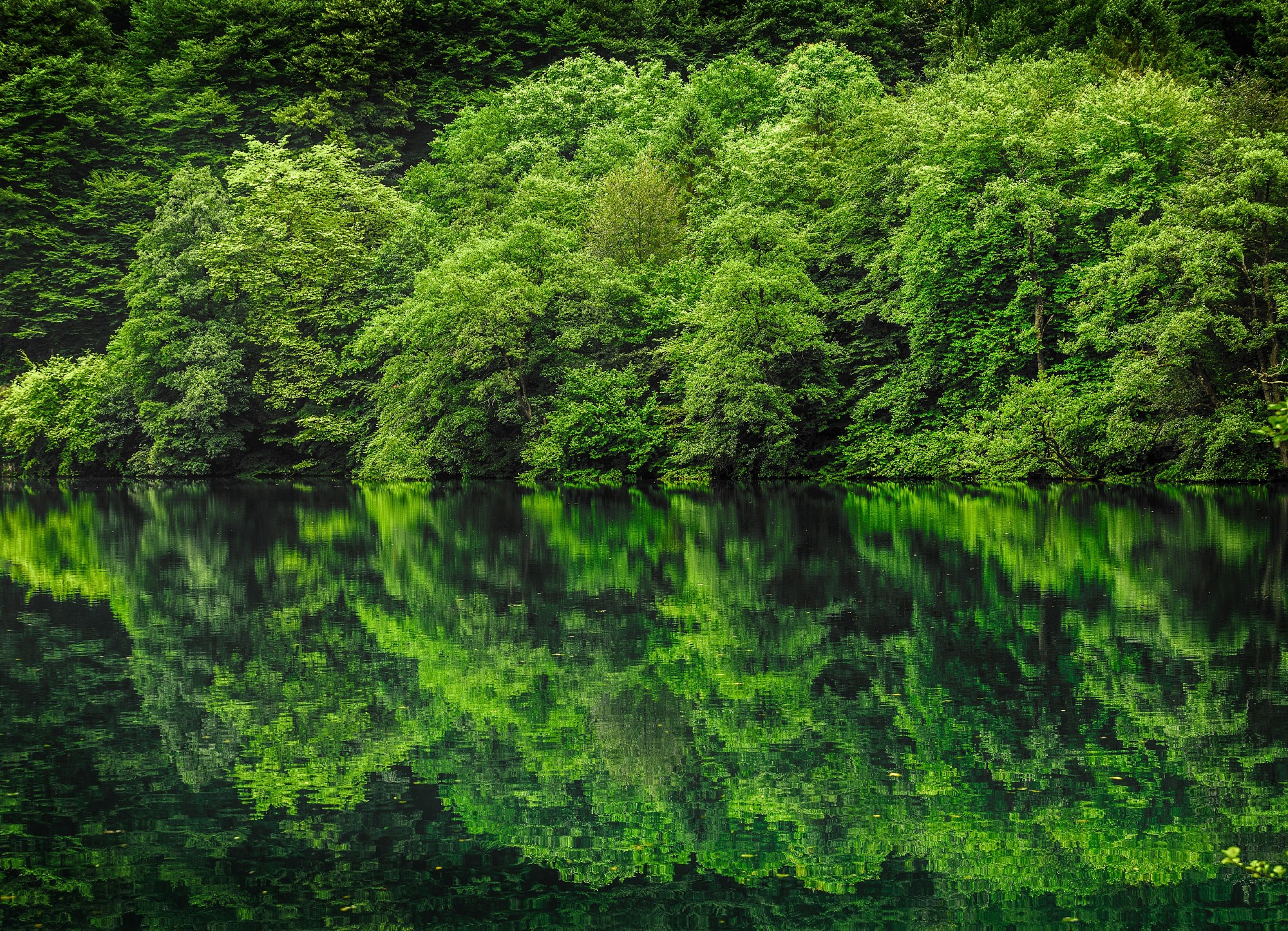 Свадебный фотограф в Геленджике