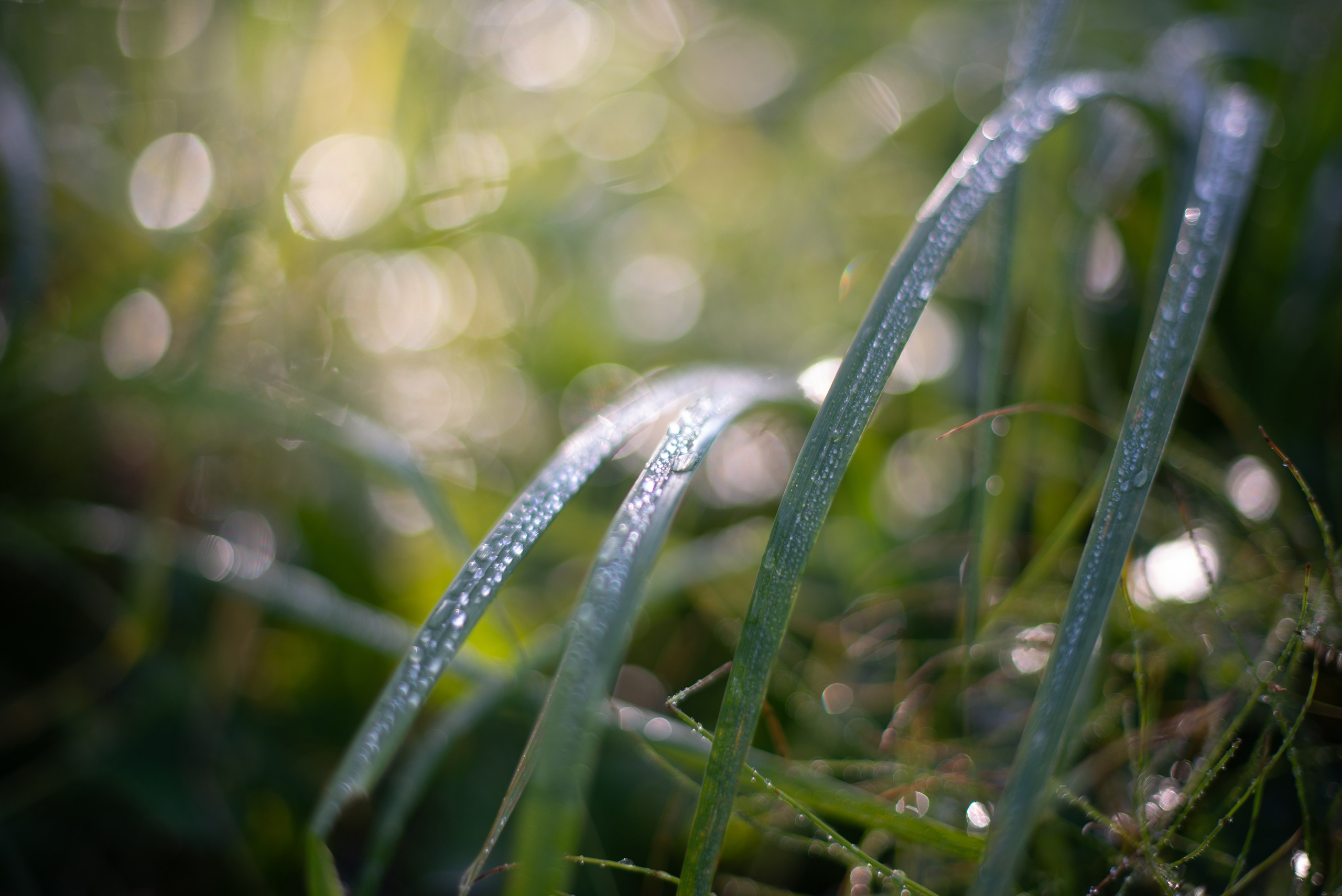Цветы сада МГУ. Victoria Radjevna Репортажный Фотограф — Видеограф Москва • Санкт-Петербург