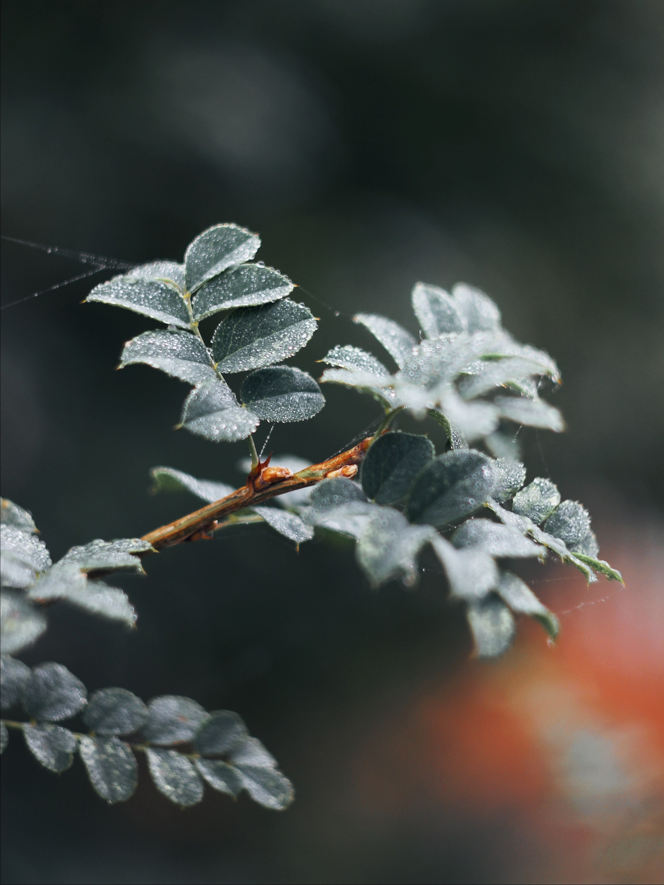 Меланхолия августа. С любовью, фотохудожник