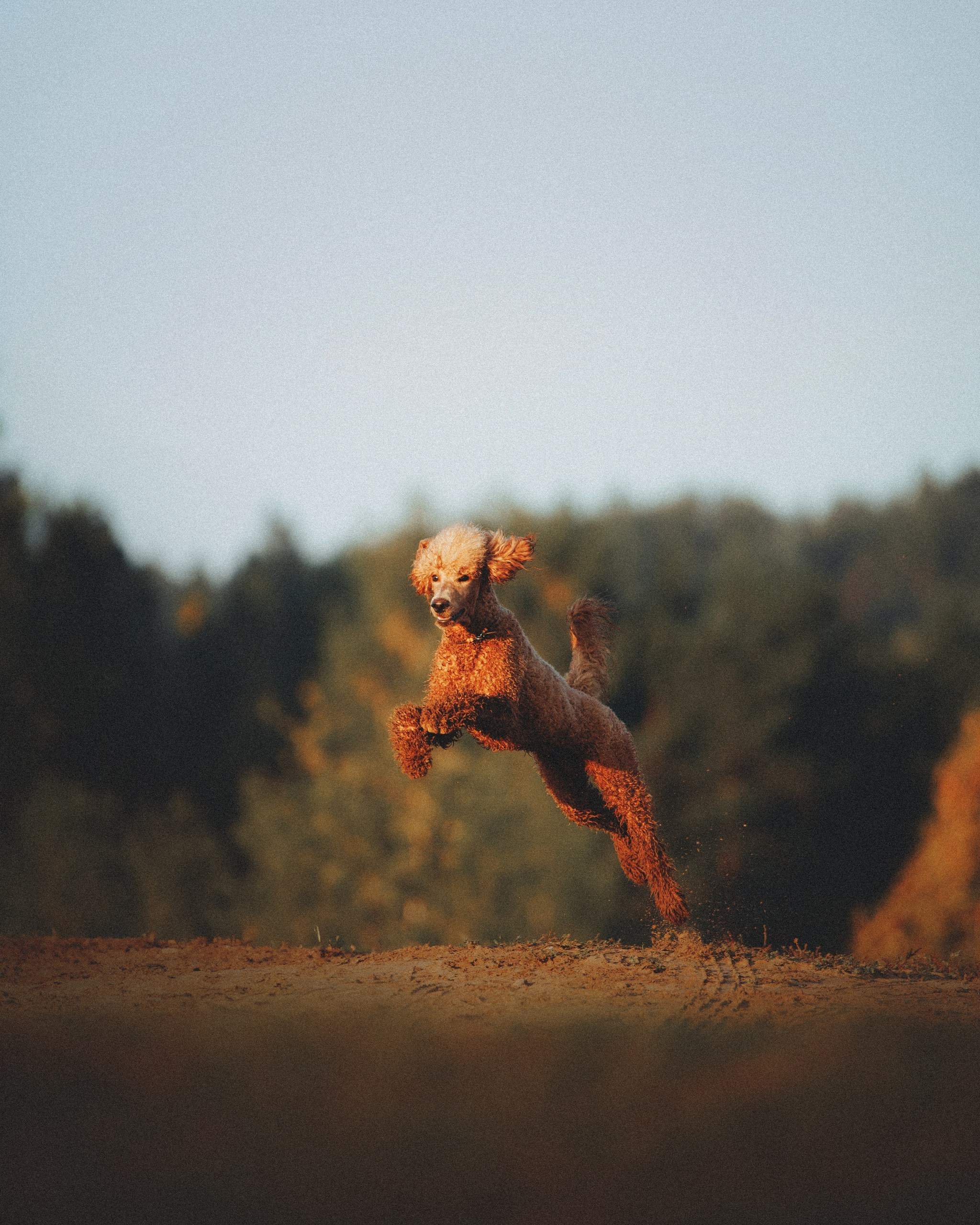 Юля, Кир и Цера. Фотограф анималист Осипчикова Мария