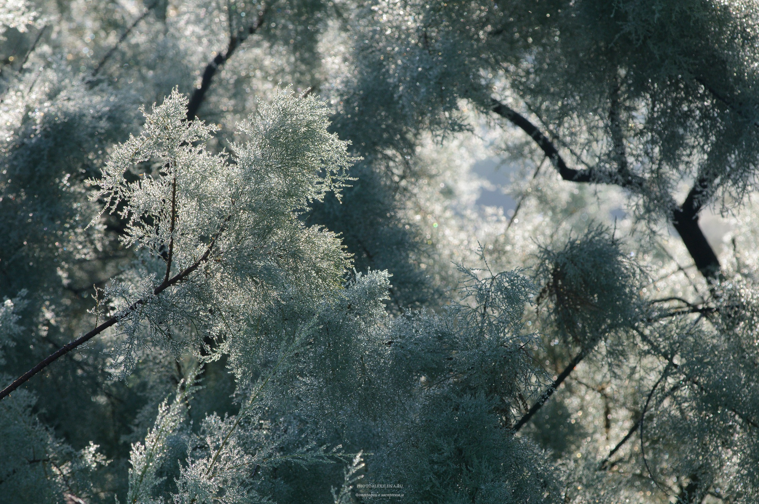 Осязаемая красота. Авторские стильные фотокартины