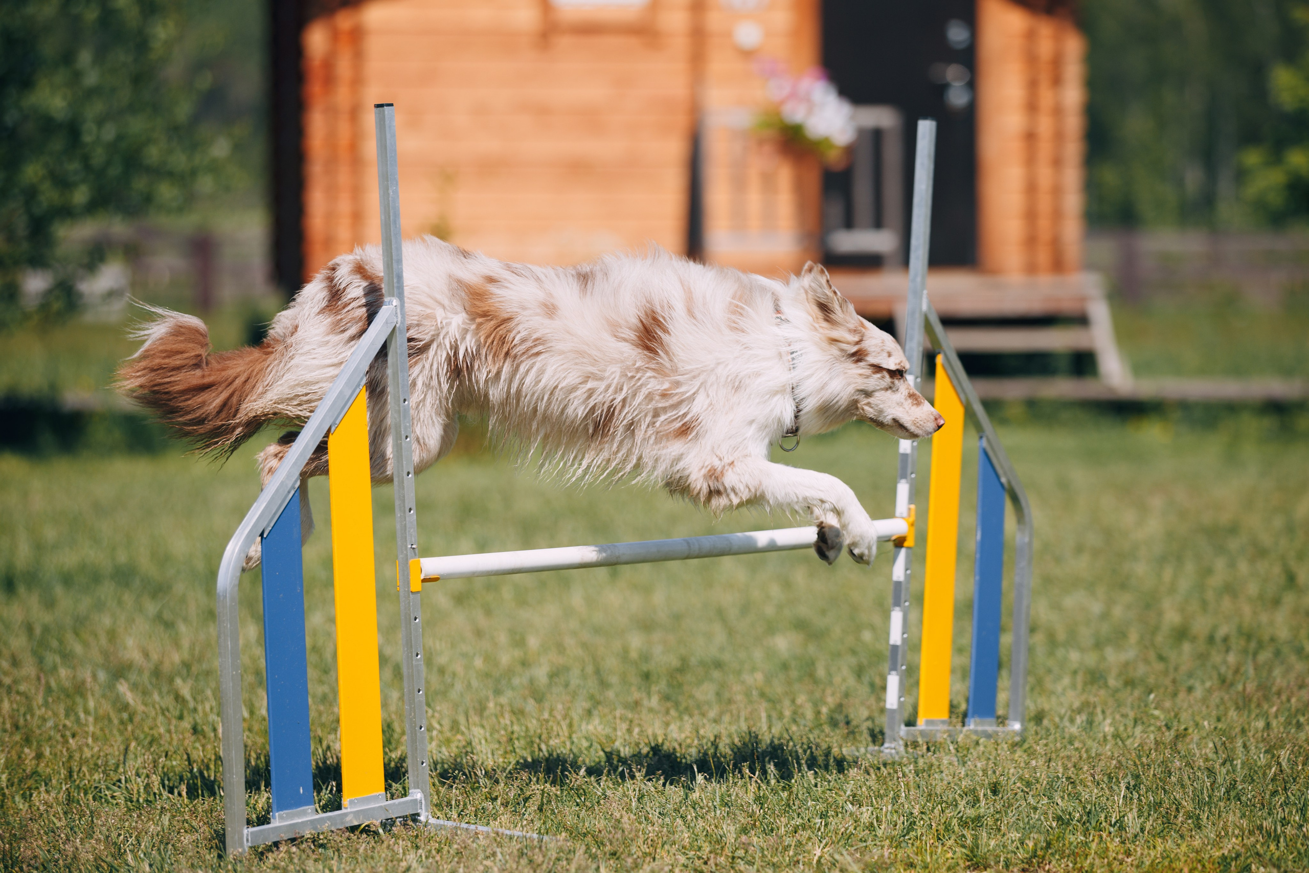 Кинологический лагерь в Горыныче. Фотограф анималист Кристина Карпова, Москва