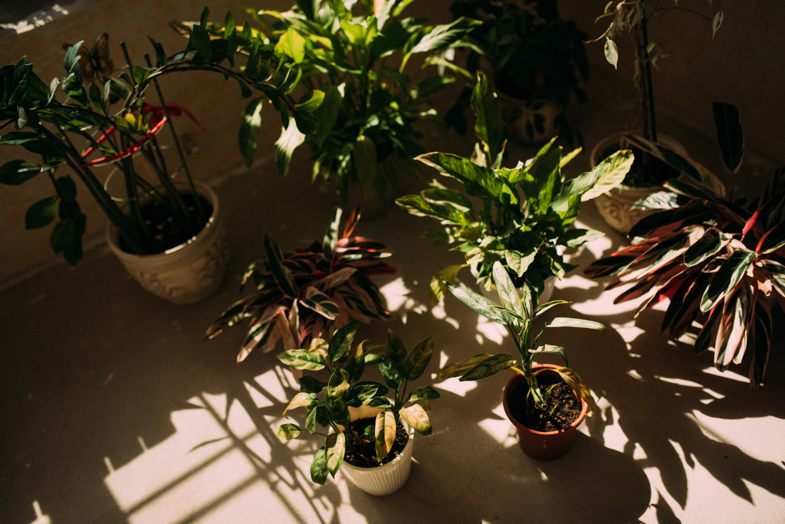 Лера и Саша. Свадебный фотограф Анастасия Бударина