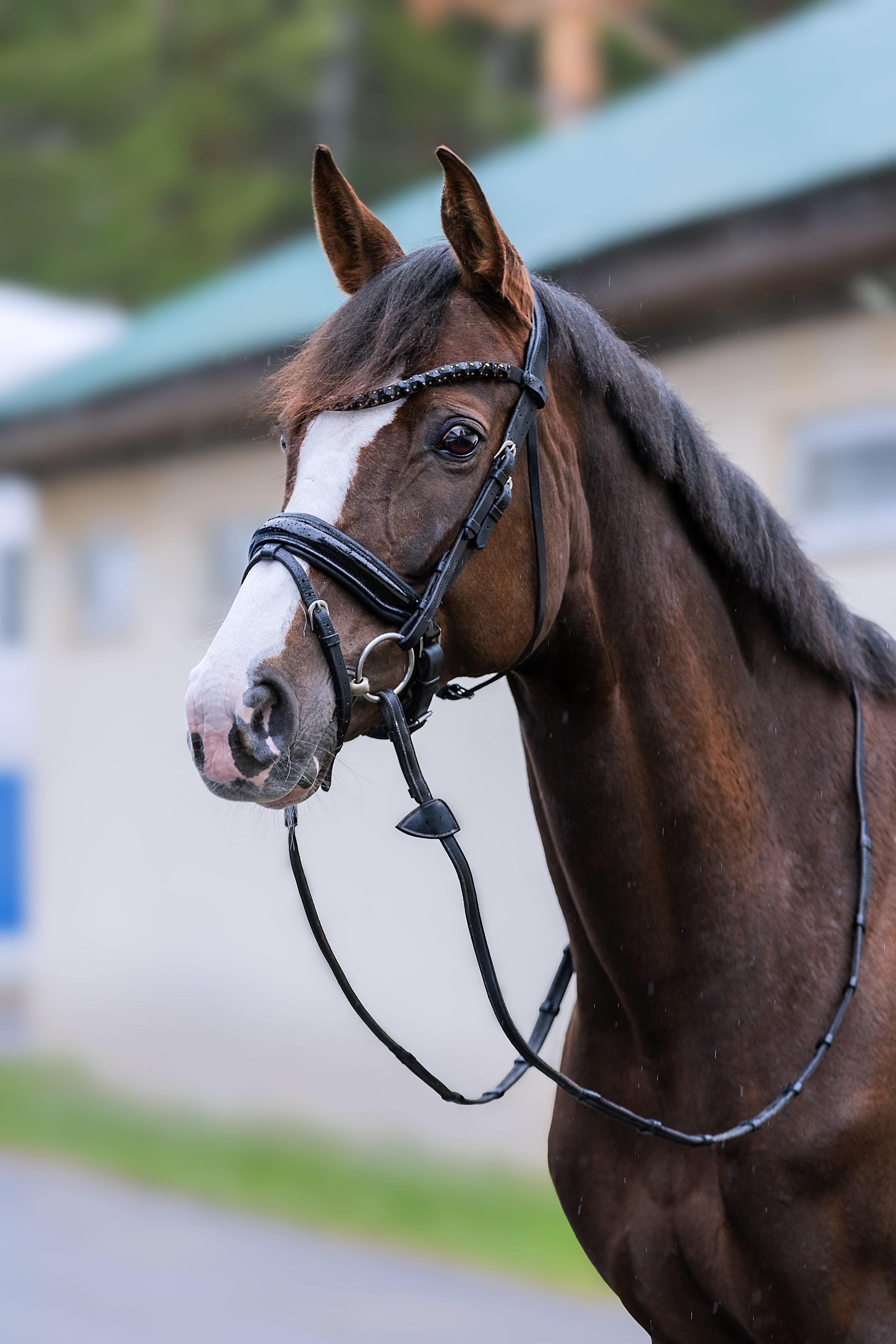 Фотосъемка Лошадей. Фотограф Анималист Наталья Корс Екатеринбург
