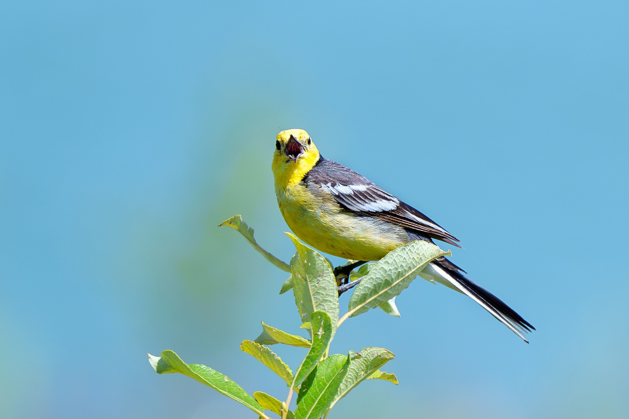 Удивительные мир птиц. Вокруг нас столько прекрасного — присмотритесь!. Ваш личный фотограф Марина Волкова