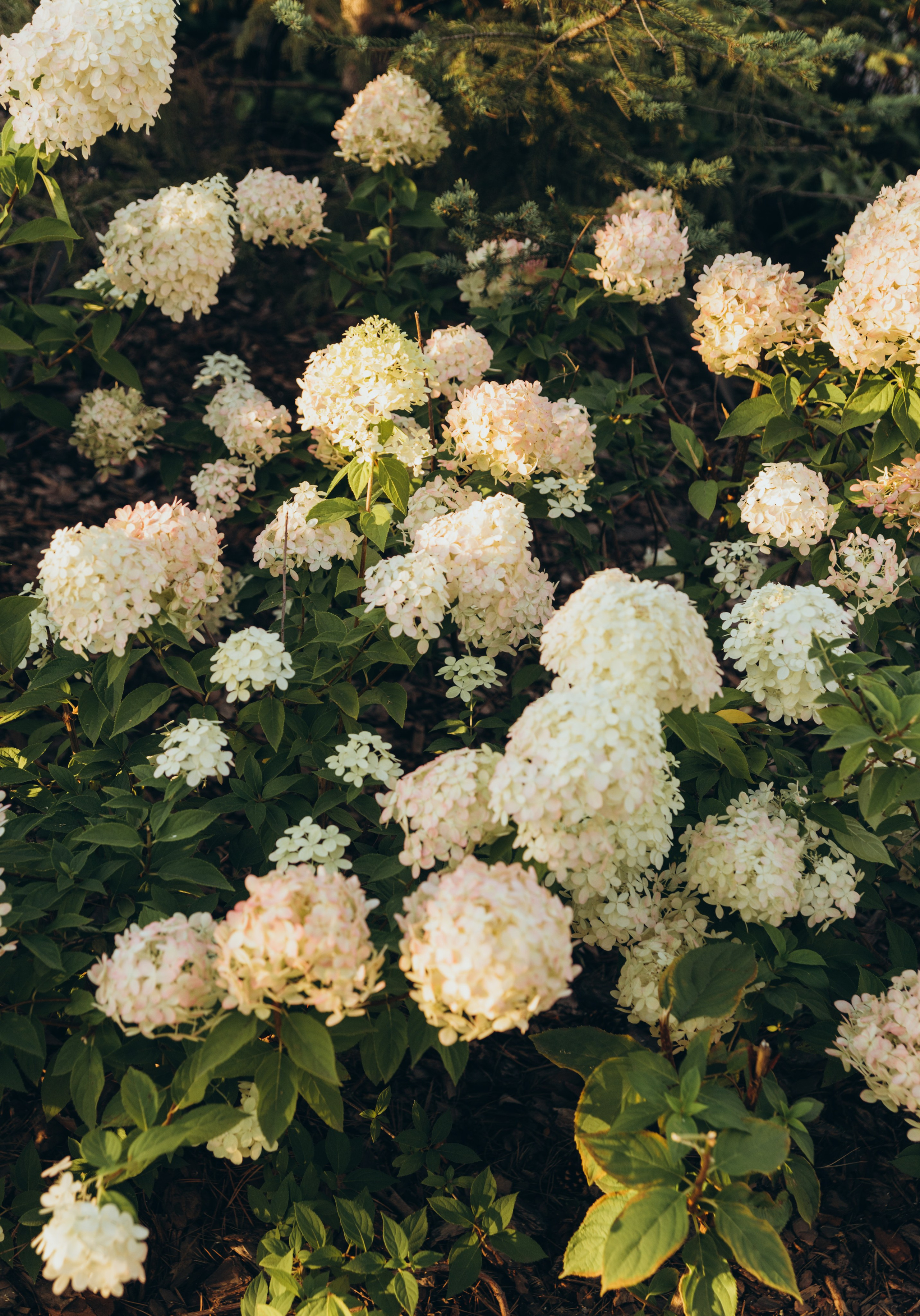 Настя и Саша. Фотограф Кемерово Анастасия Ларионова