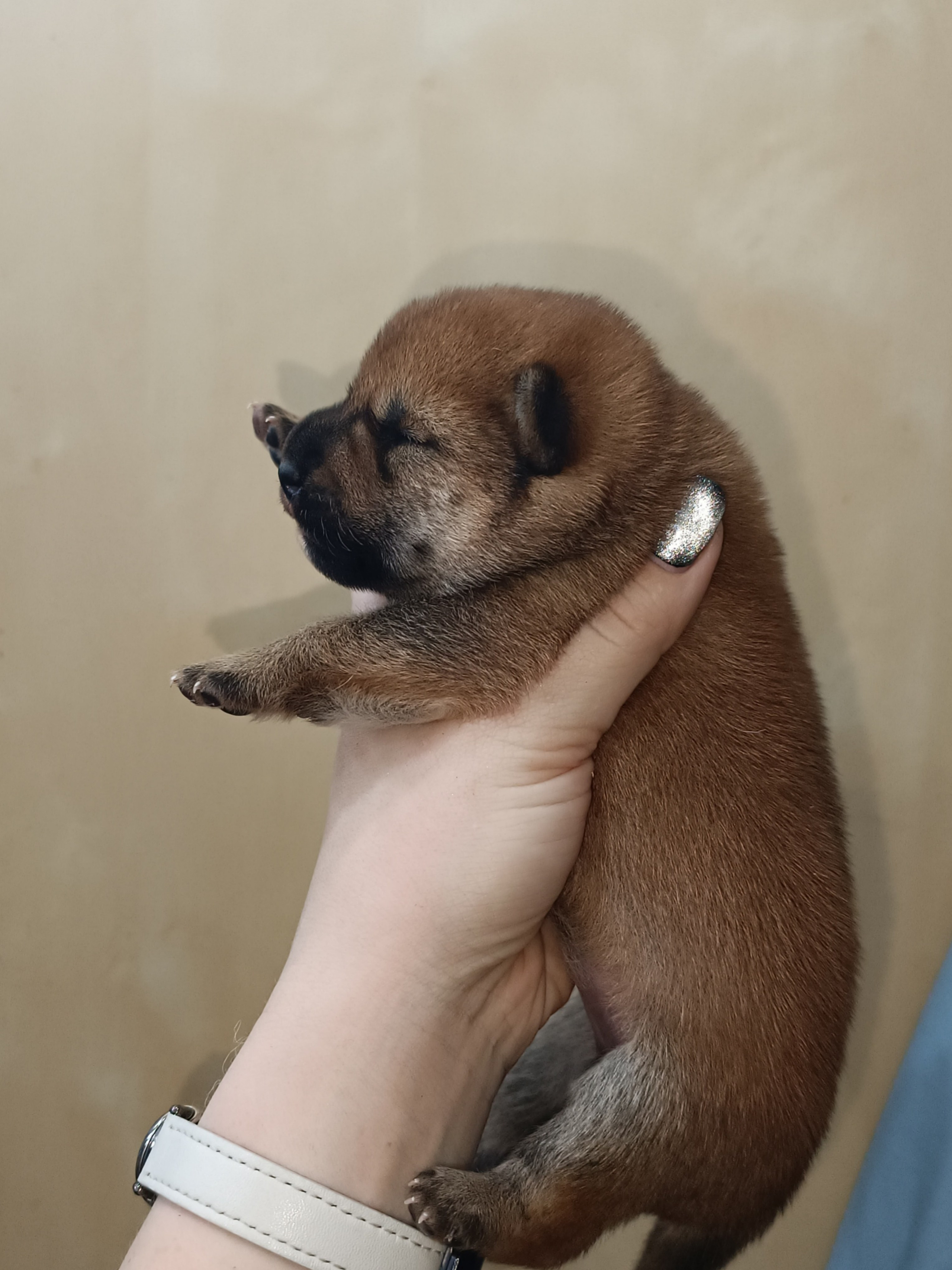 Помет S — Rubylight Soul. Американская акита I Сиба ину I Питомник RUBYLIGHT