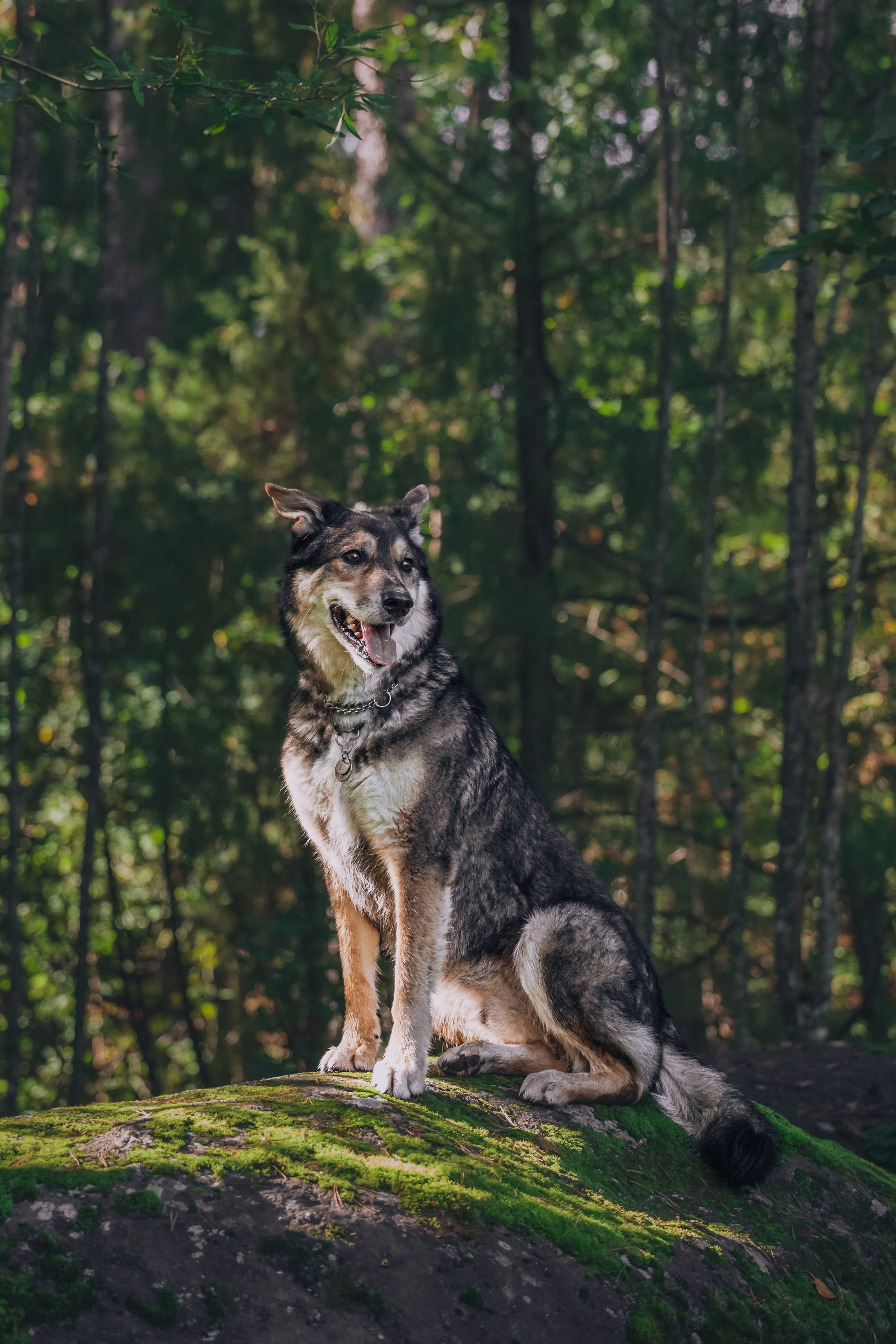 Фотопрогулка в Ленобласти. Фотограф-анималист Татьяна Степанова