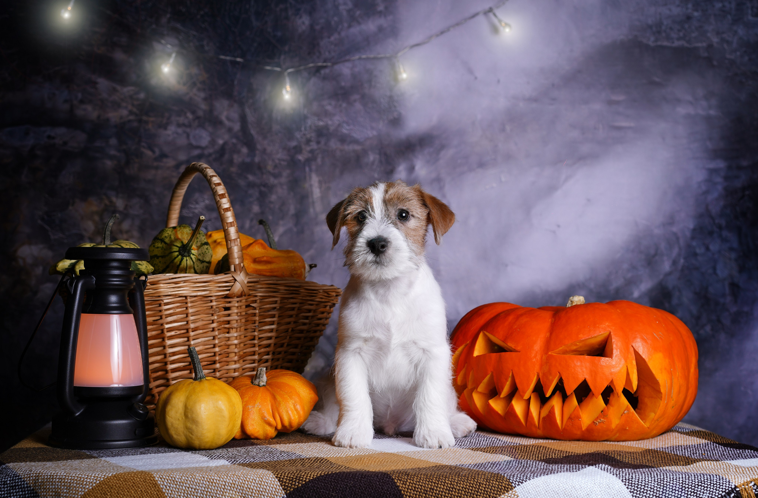 Щенки джек-рассел терьера. Фотограф-анималист в Санкт-Петербурге Яна Мартынова