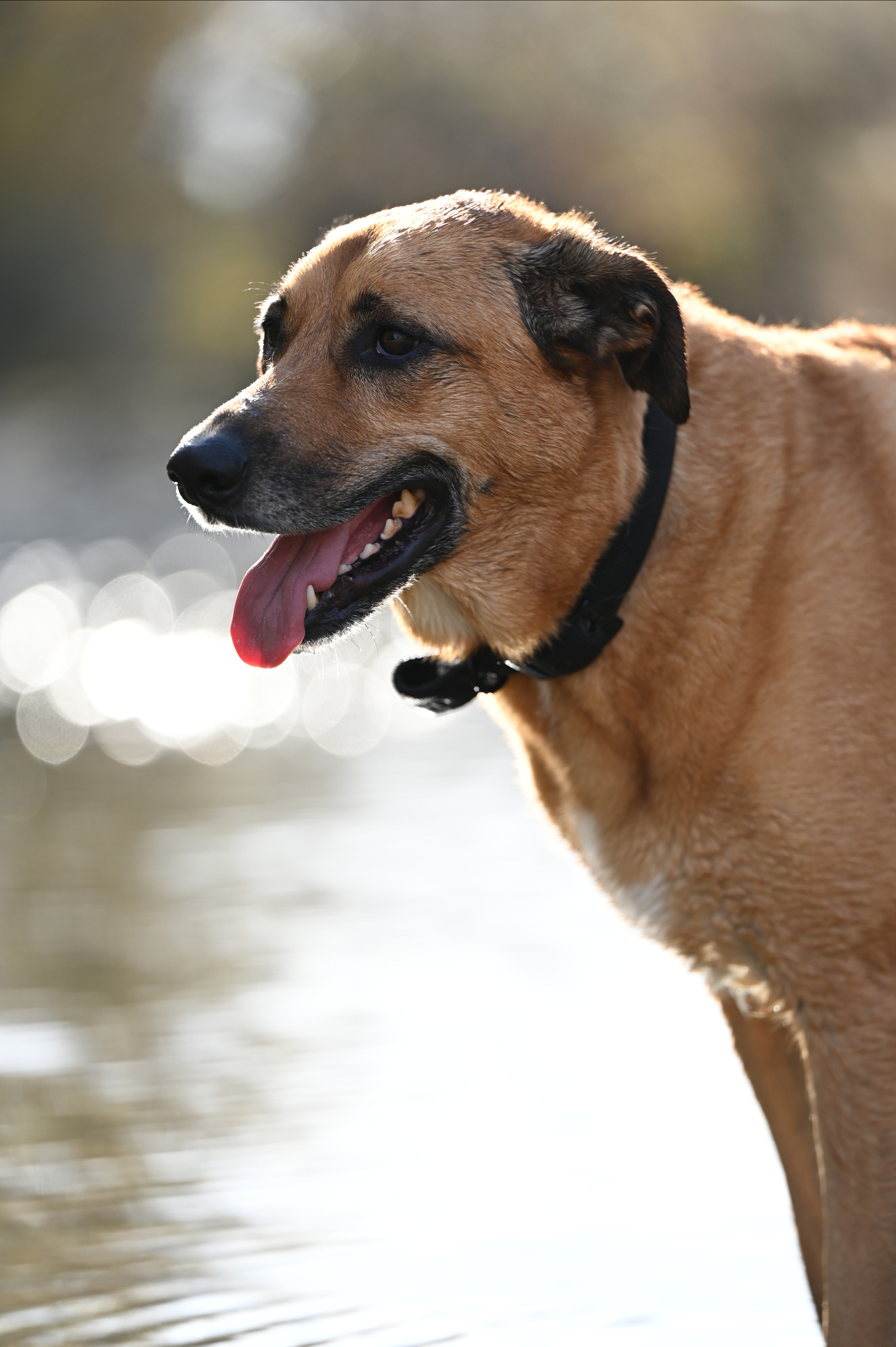 Nikon анонсирует Z 180-600 мм F5.6-6.3 VR и Z 70-180 мм F2.8. Фотограф — видеограф в Москве Дмитрий Менделеев