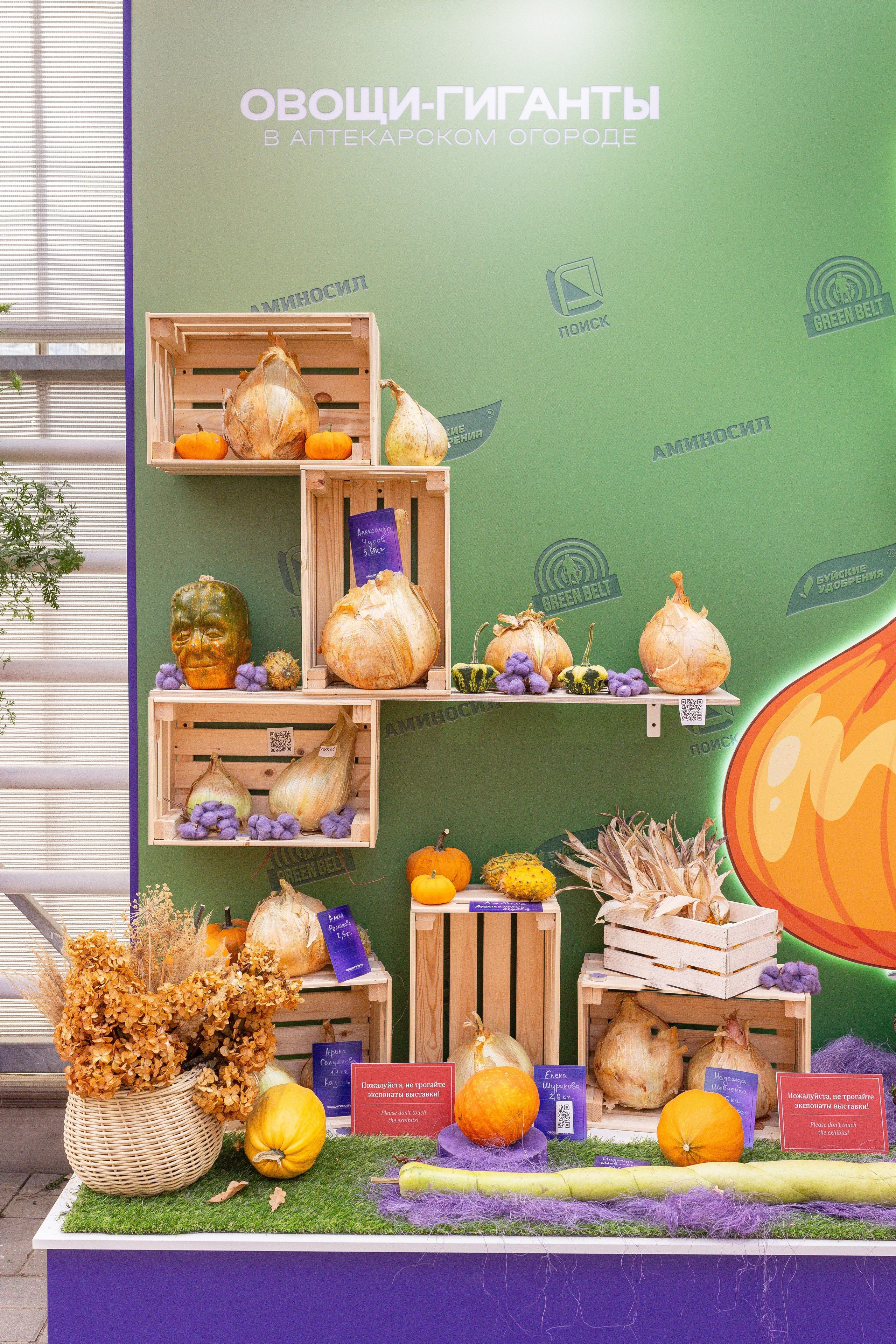 Овощи-гиганты. Александра Куликова фотограф, Москва